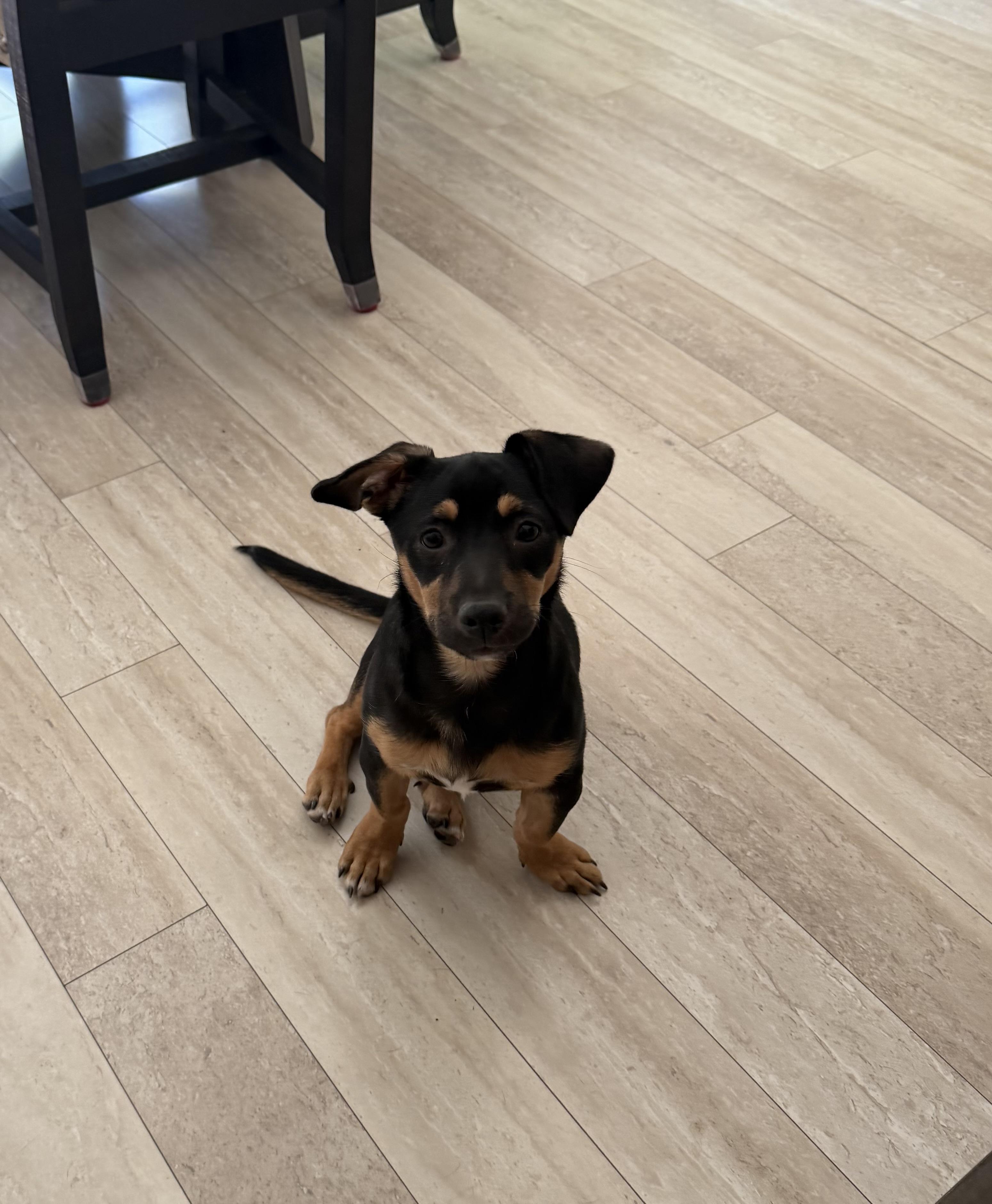 Bruno Tonioli, Adoptable, Puppy Male Terrier.