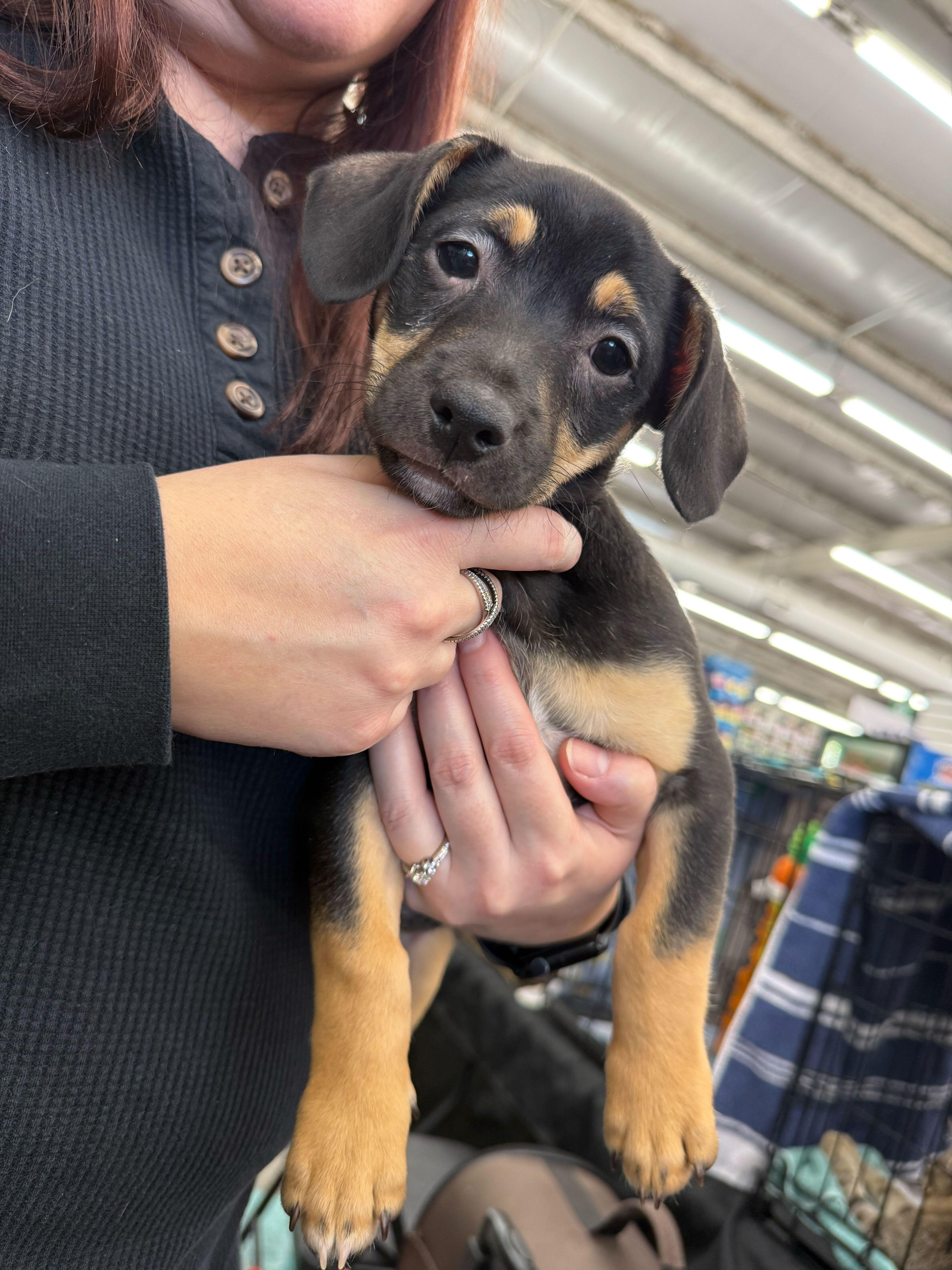 Bruno Tonioli, Adoptable, Puppy Male Terrier.