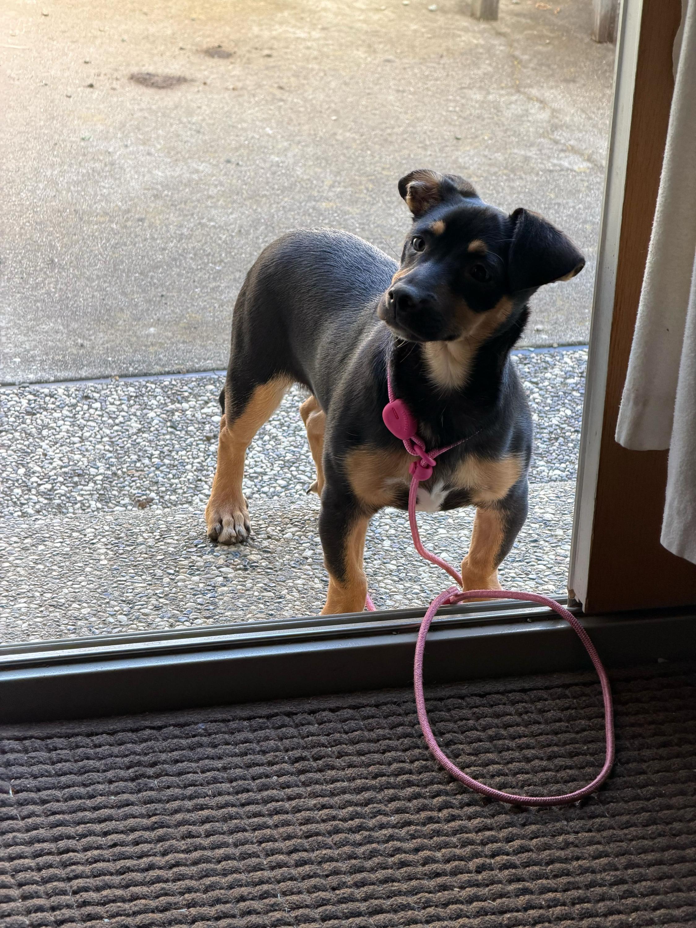 Enlarge Bruno Tonioli, a Adoptable mixed breed in Tracy, CA image 2/6