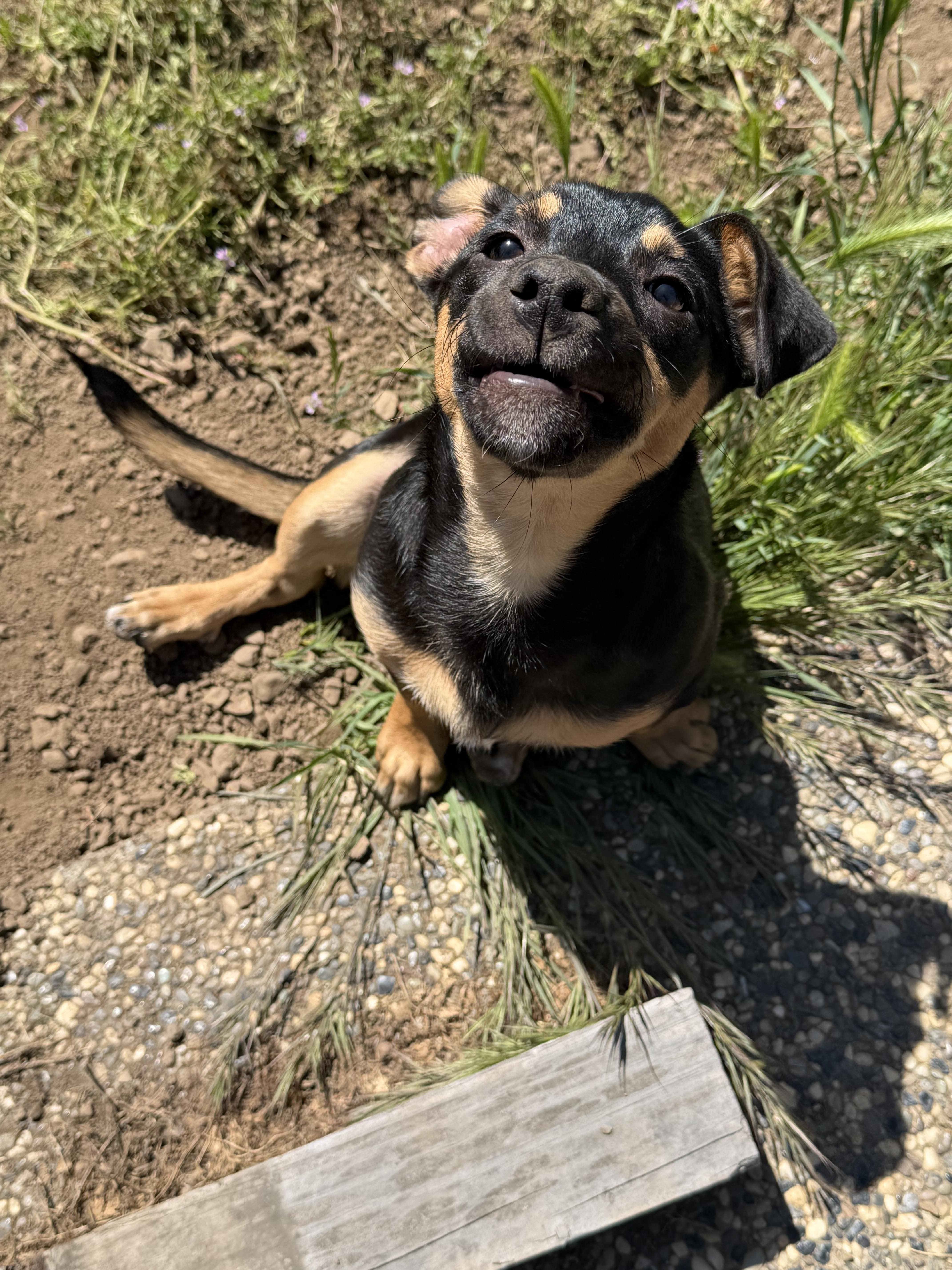 Enlarge Bruno Tonioli, a Adoptable mixed breed in Tracy, CA image 3/6