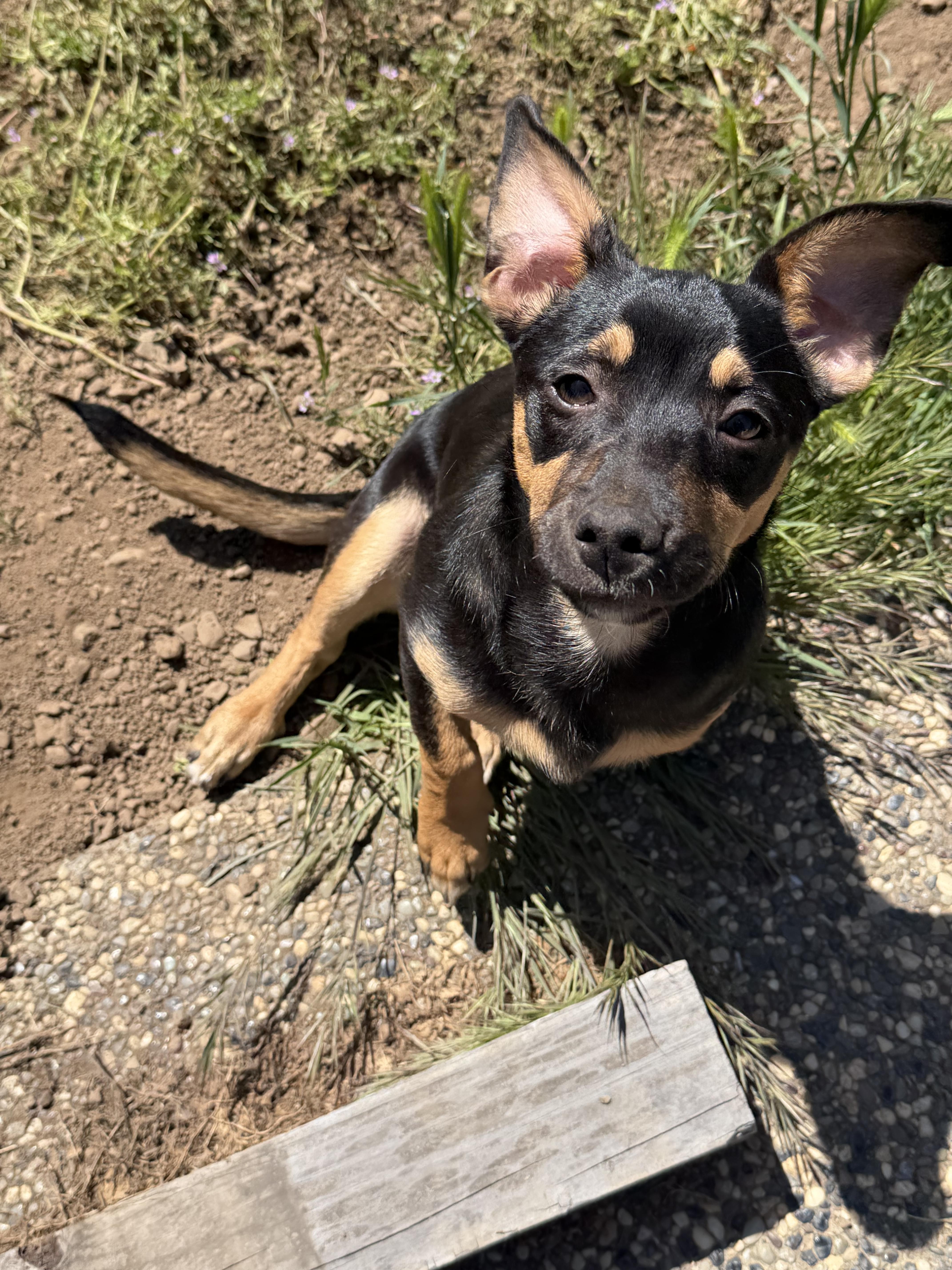 Enlarge Bruno Tonioli, a Adoptable mixed breed in Tracy, CA image 4/6
