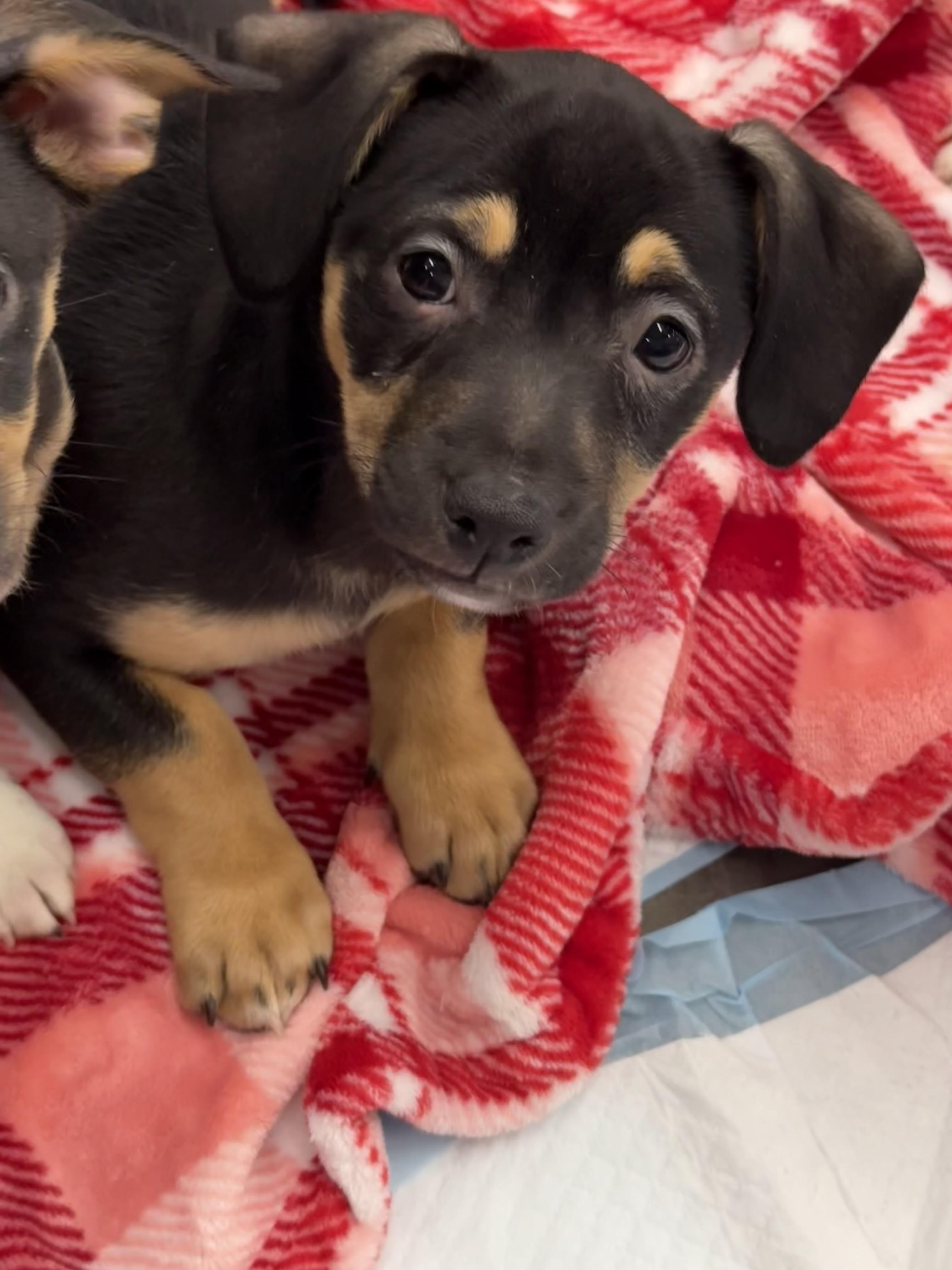 Enlarge Bruno Tonioli, a Adoptable mixed breed in Tracy, CA image 3/6