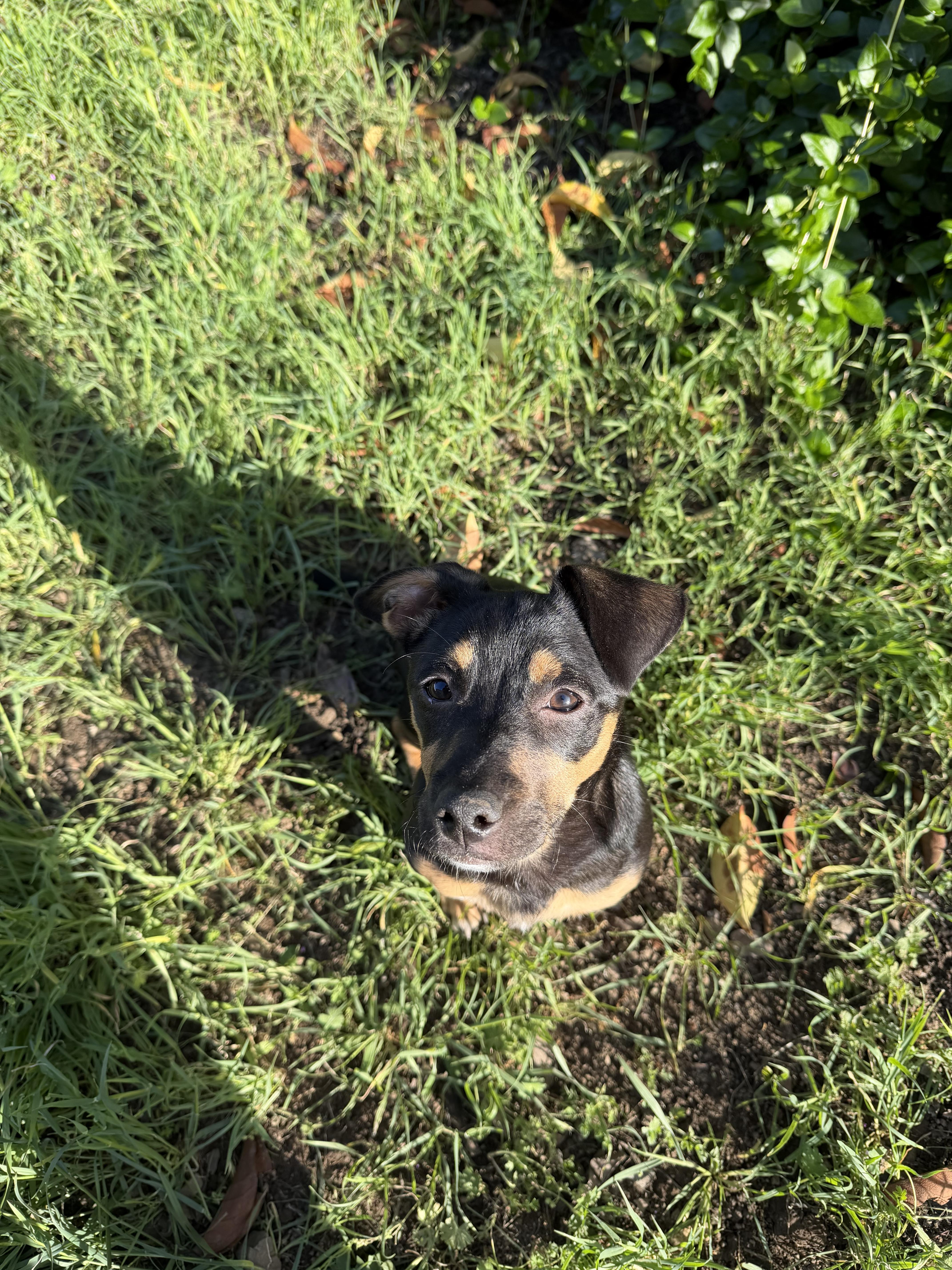 Enlarge Bruno Tonioli, a Adoptable mixed breed in Tracy, CA image 5/6