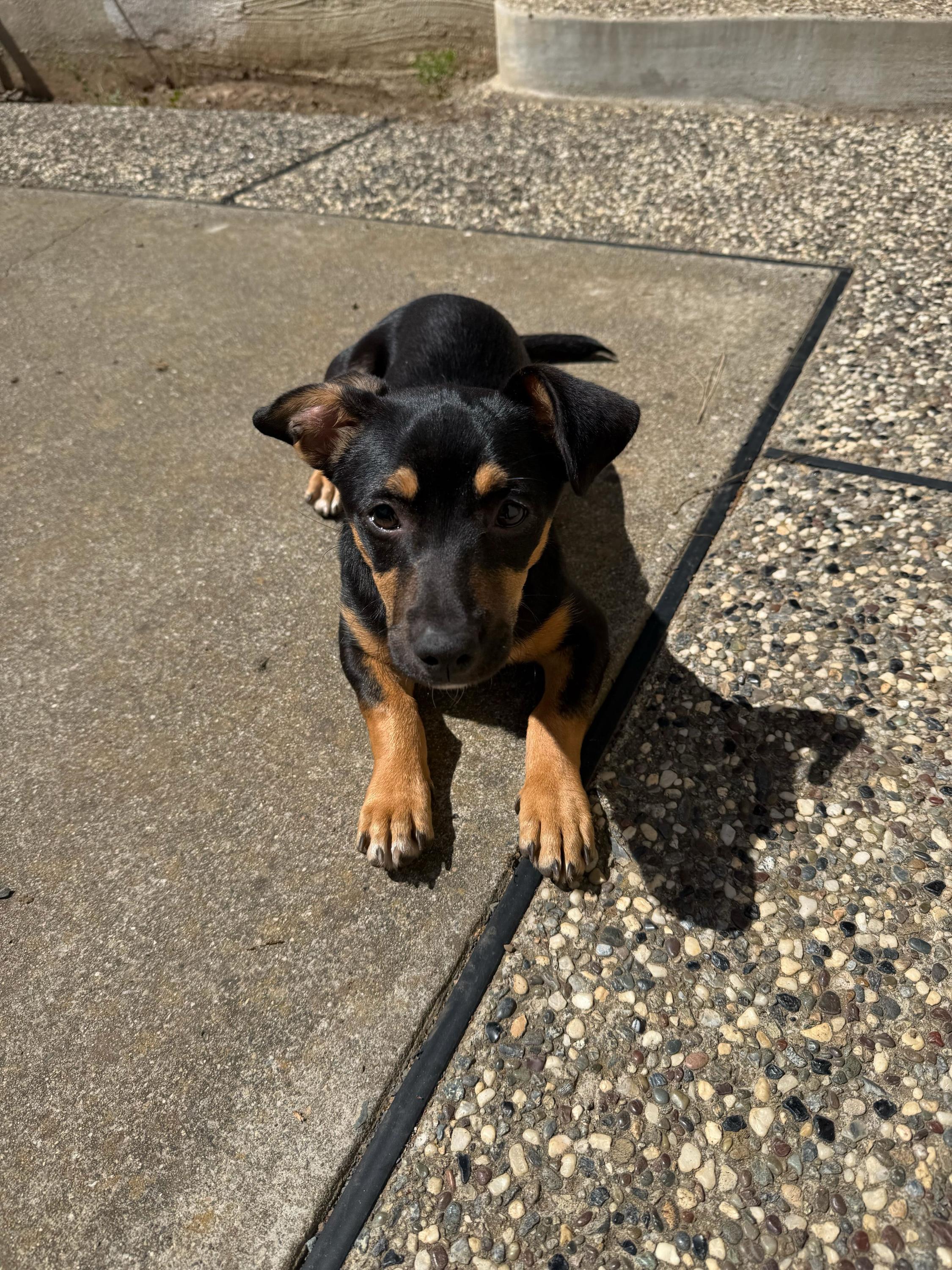 Enlarge Bruno Tonioli, a Adoptable mixed breed in Tracy, CA image 6/6