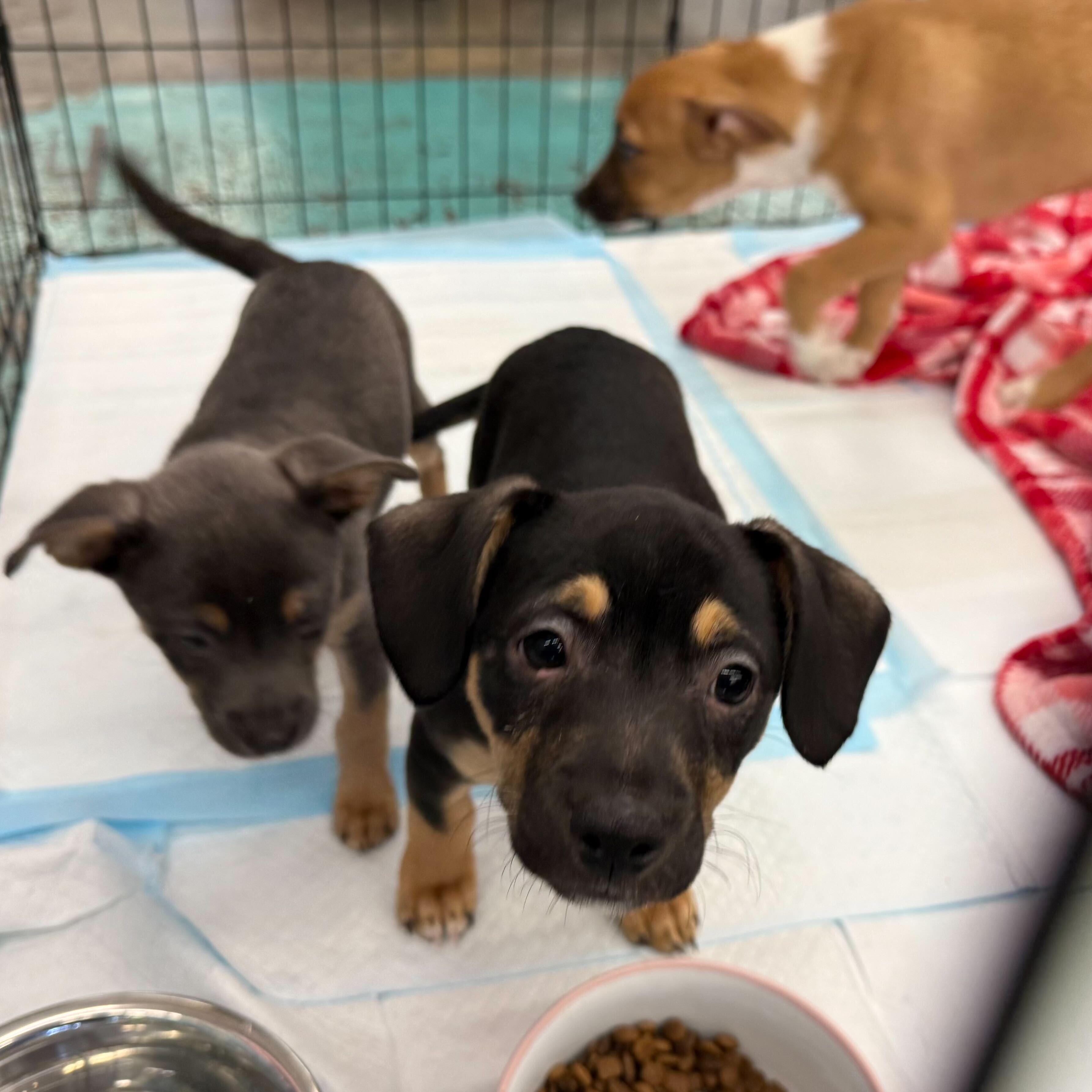 Enlarge Bruno Tonioli, a Adoptable mixed breed in Tracy, CA image 6/6