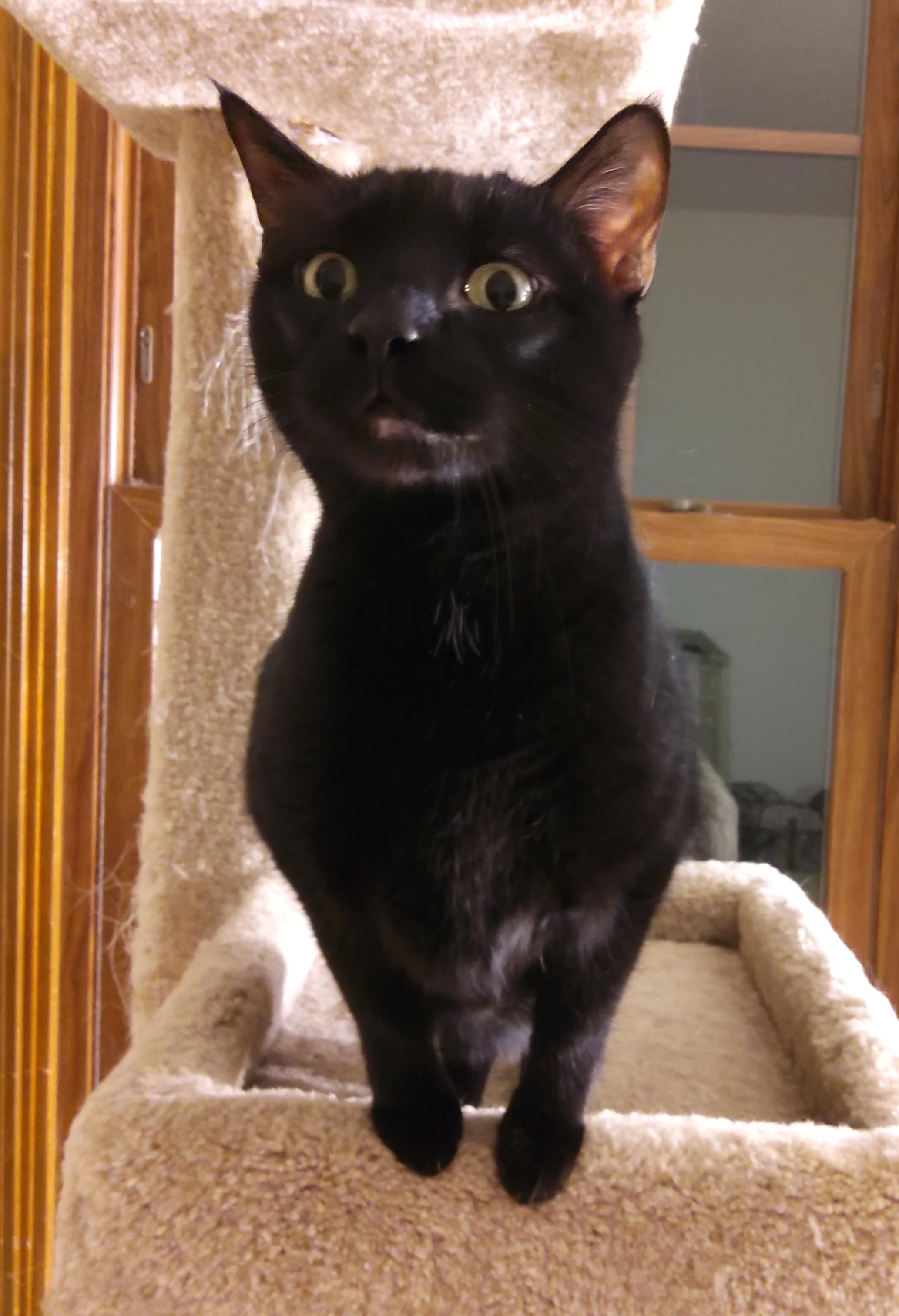 Molly, adoptable, Adult Female Domestic Short Hair.