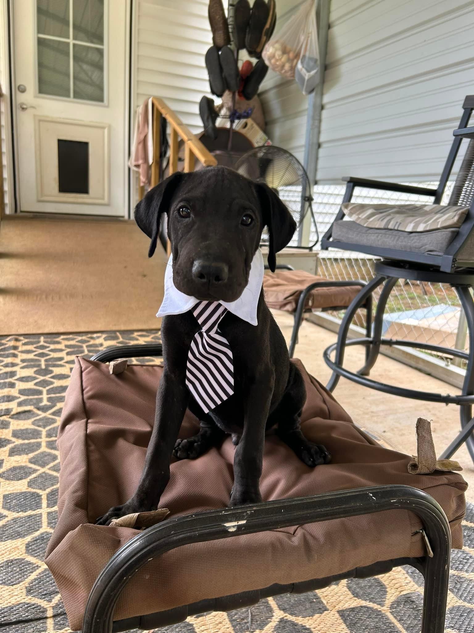 Bandit, Adopted, Adult Male Shar-Pei.