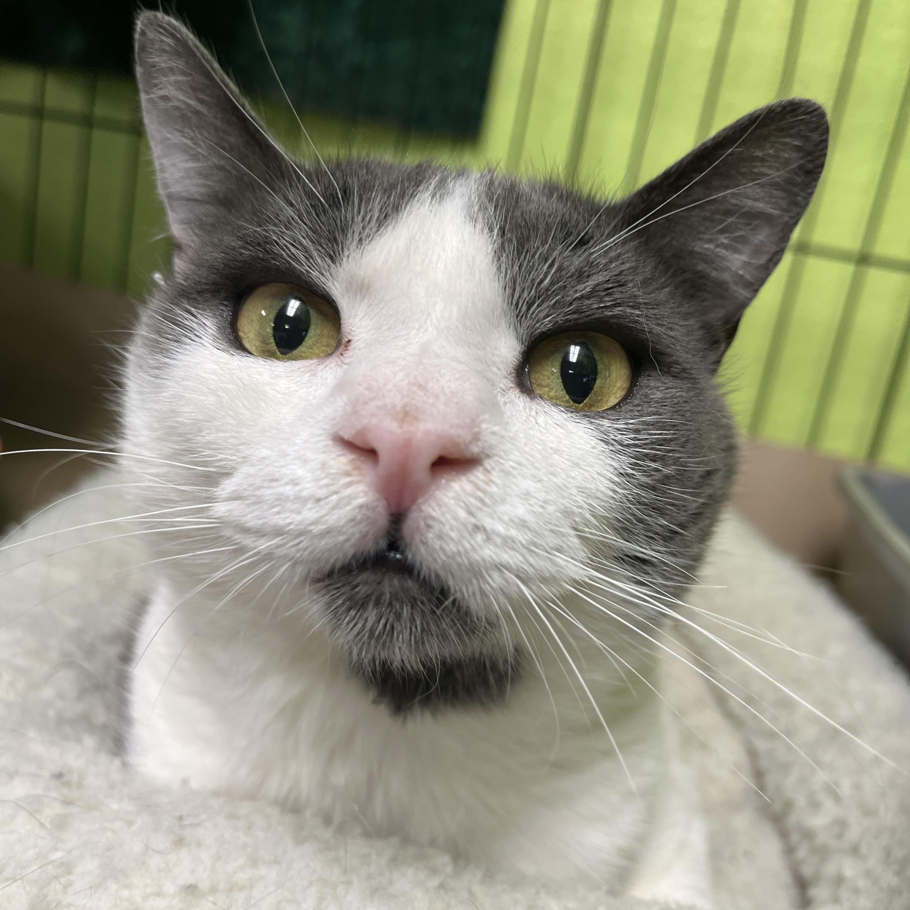 Asher, ADOPTABLE, Adult Male Domestic Short Hair.