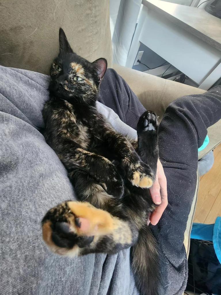 Ladybug, Adoptable, Adult Female Domestic Short Hair.