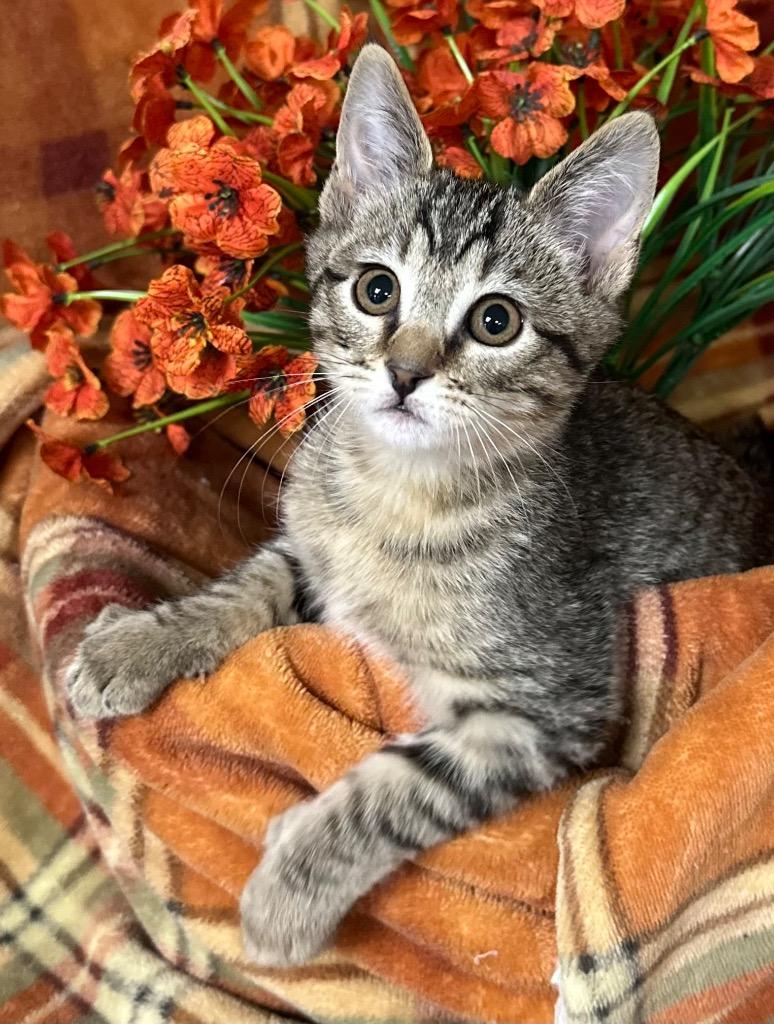 6/25/26 Nelson, Adopted, Kitten Male Domestic Short Hair.