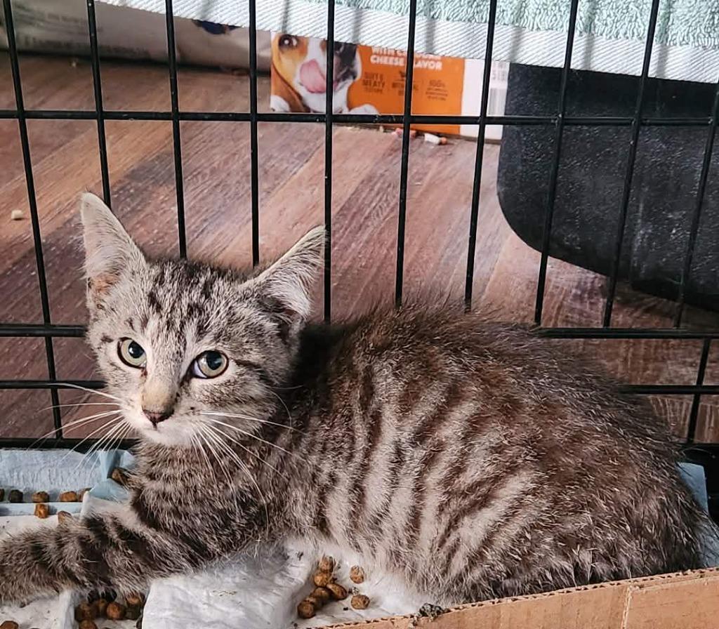 Mikey, Adoptable, Kitten Male Domestic Short Hair.