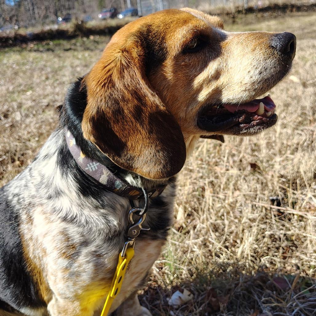 Dallas, Adoptable, Adult Male Beagle.