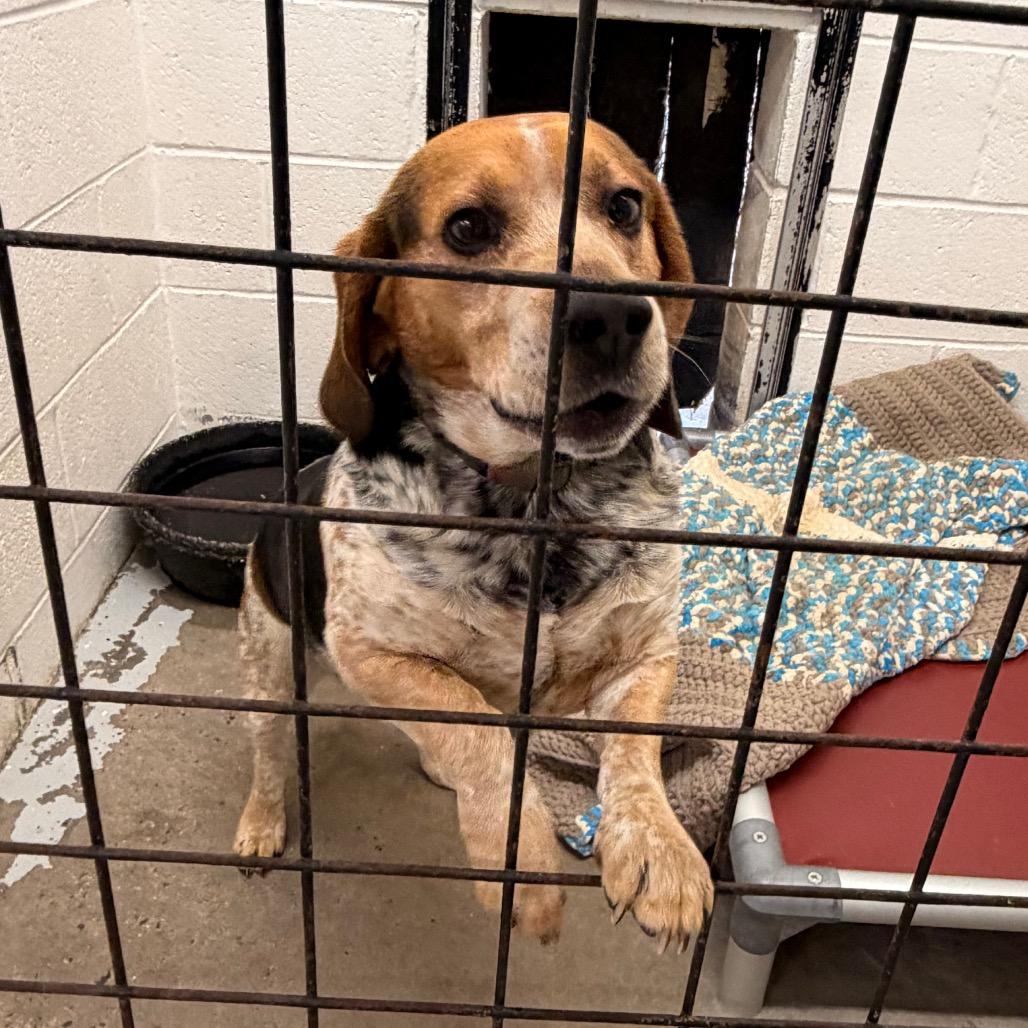 Dallas — thumbnail 2