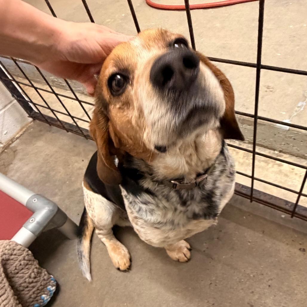 Dallas — thumbnail 3