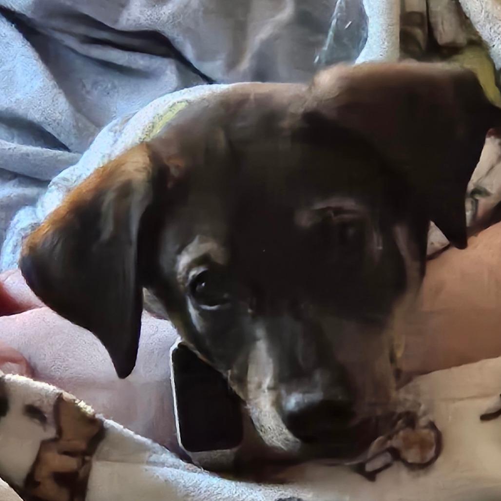 Luzerne, Adoptable, Puppy Female Hound.