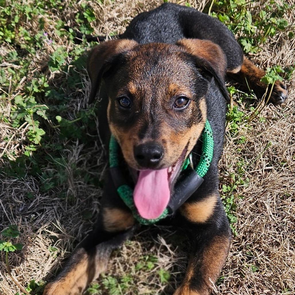 Enlarge Luzerne, a Adoptable Hound in Wake Forest, NC image 2/6