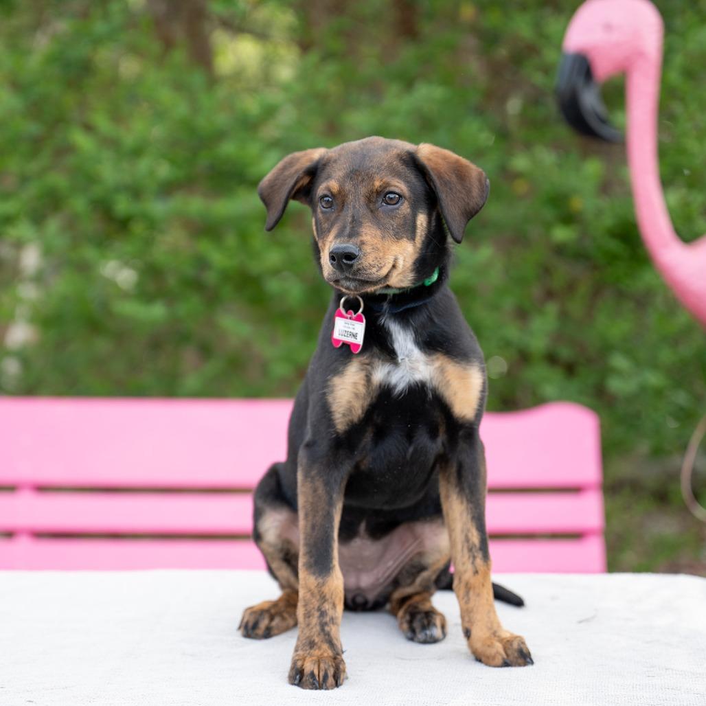 Enlarge Luzerne, a Adoptable Hound in Wake Forest, NC image 3/6