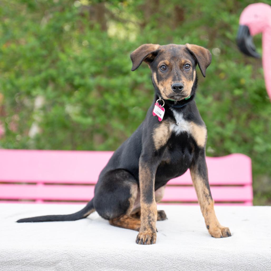 Enlarge Luzerne, a Adoptable Hound in Wake Forest, NC image 4/6