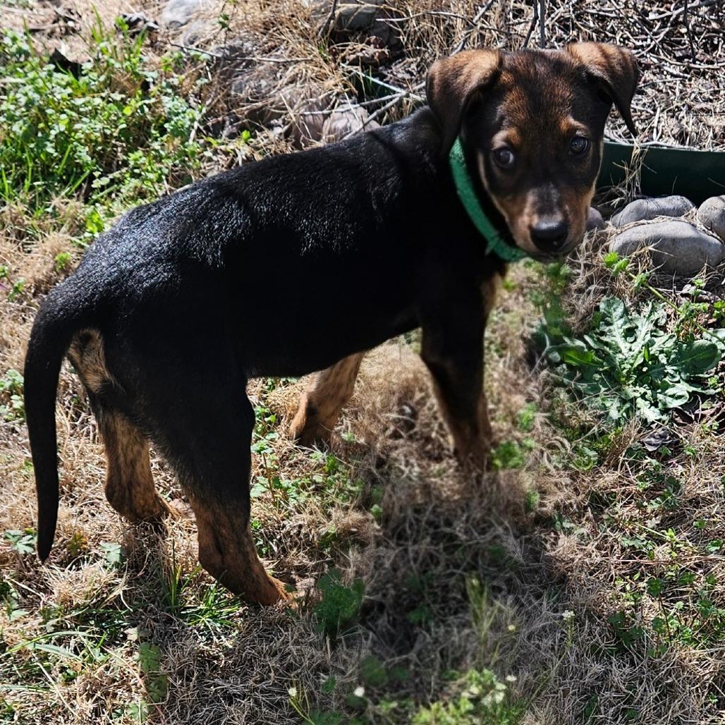 Enlarge Luzerne, a Adoptable Hound in Wake Forest, NC image 5/6