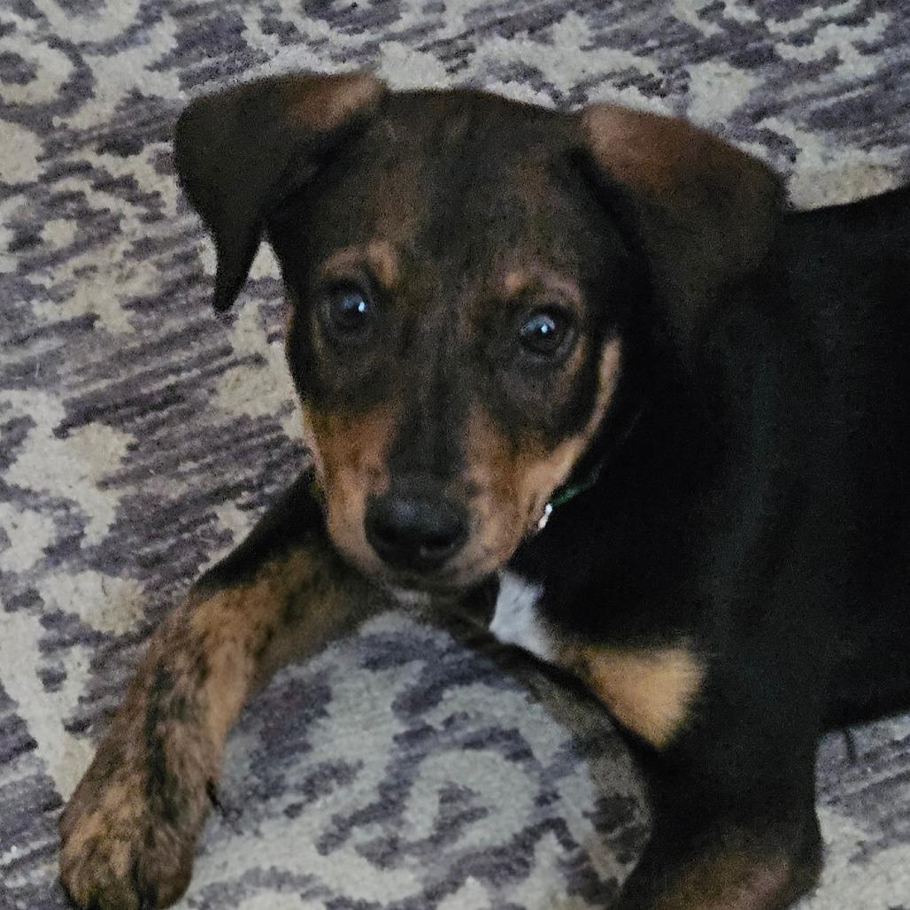 Enlarge Luzerne, a Adoptable Hound in Wake Forest, NC image 6/6