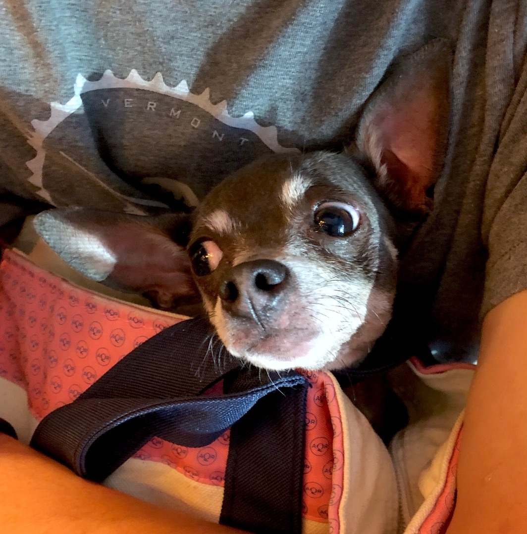 Gracie, Adopted, Adult Female Chihuahua.