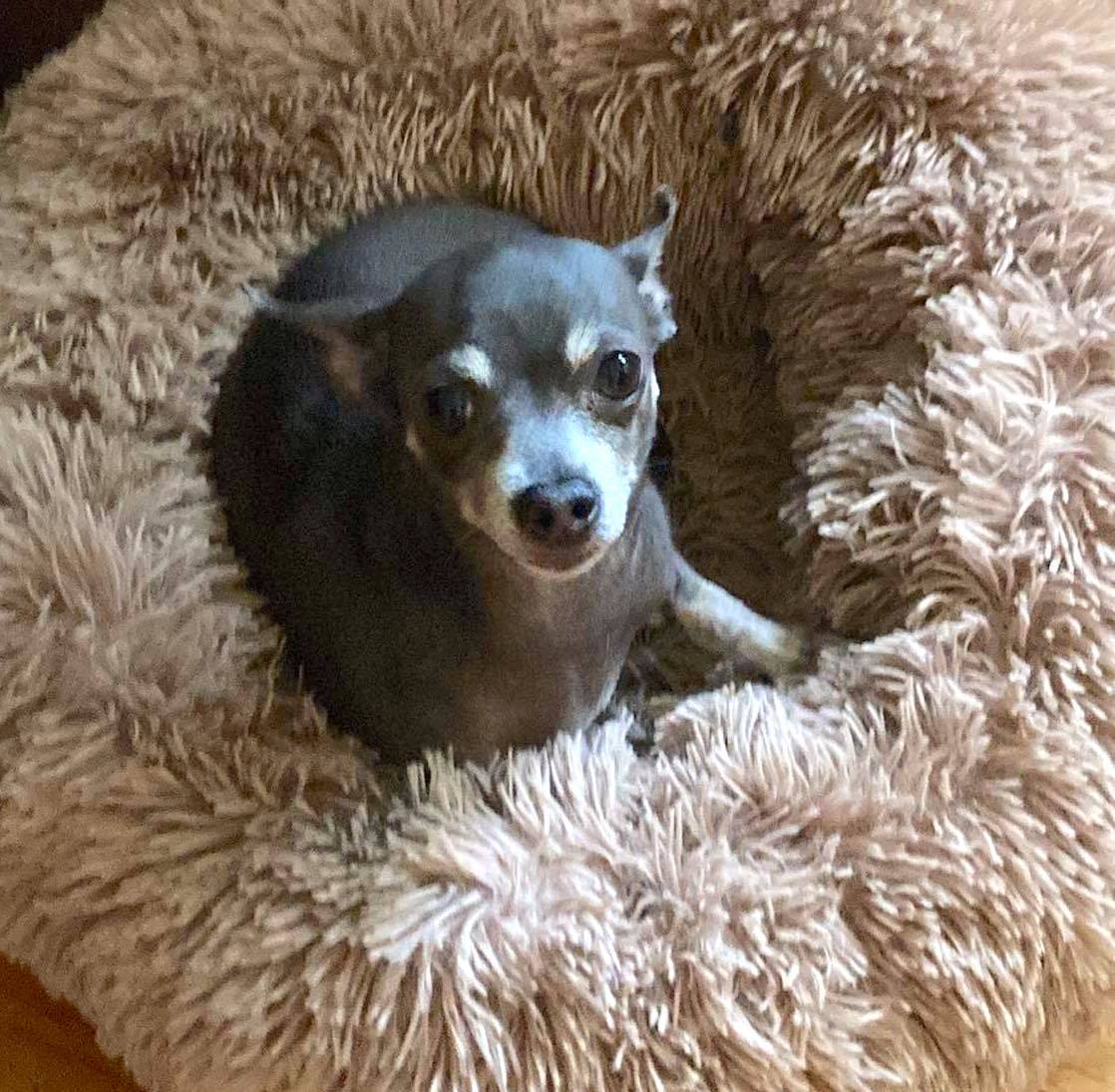 Gracie, a Adopted mixed breed in New York, NY image 2/8