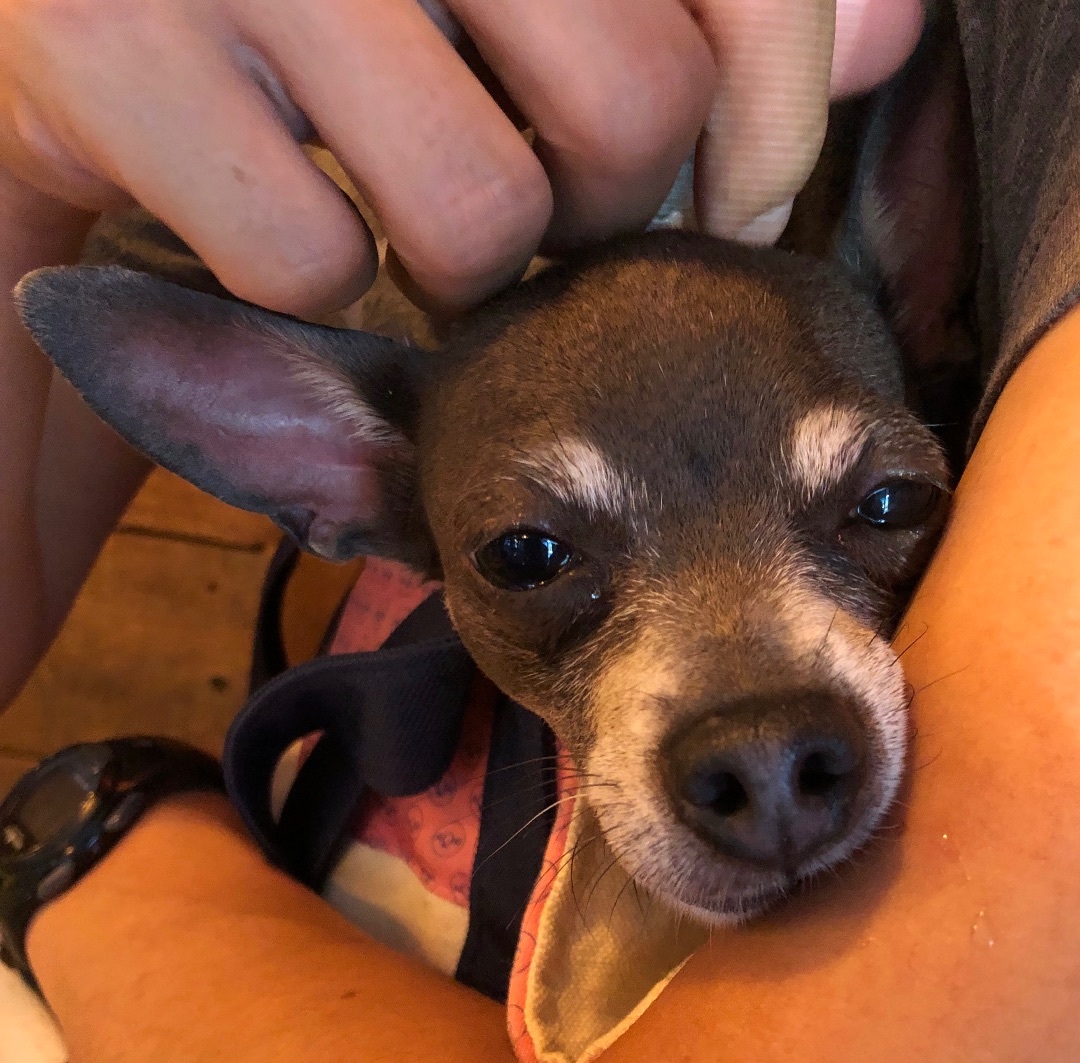 Gracie, a Adopted mixed breed in New York, NY image 3/8