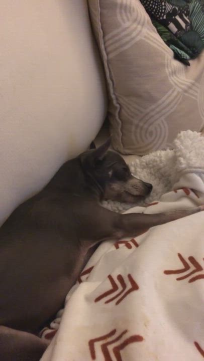 Enlarge Gracie, a Adopted mixed breed in New York, NY video 8/8