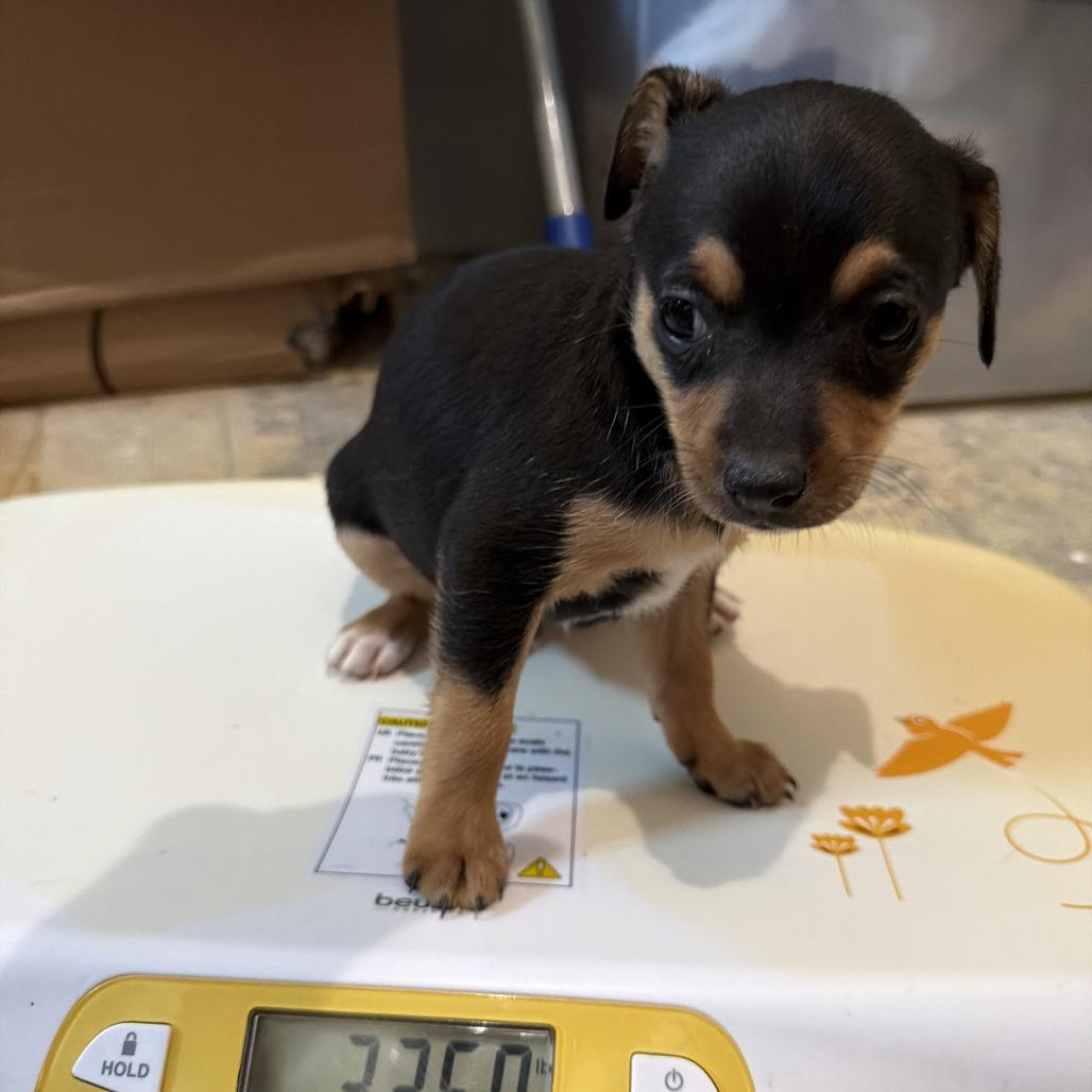 Enlarge Kenickie, a Adoptable mixed breed in Montgomery, TX image 1/3