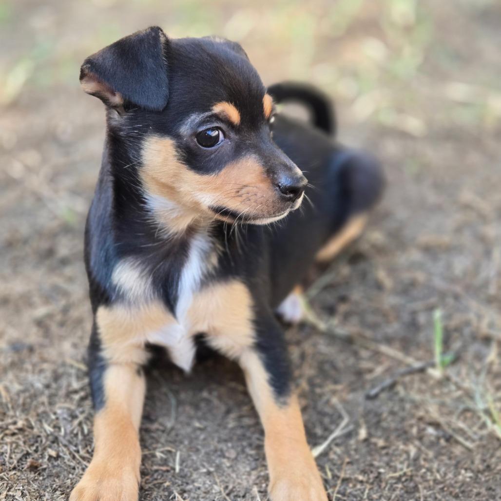 Enlarge Kenickie, a Adoptable mixed breed in Montgomery, TX image 2/3