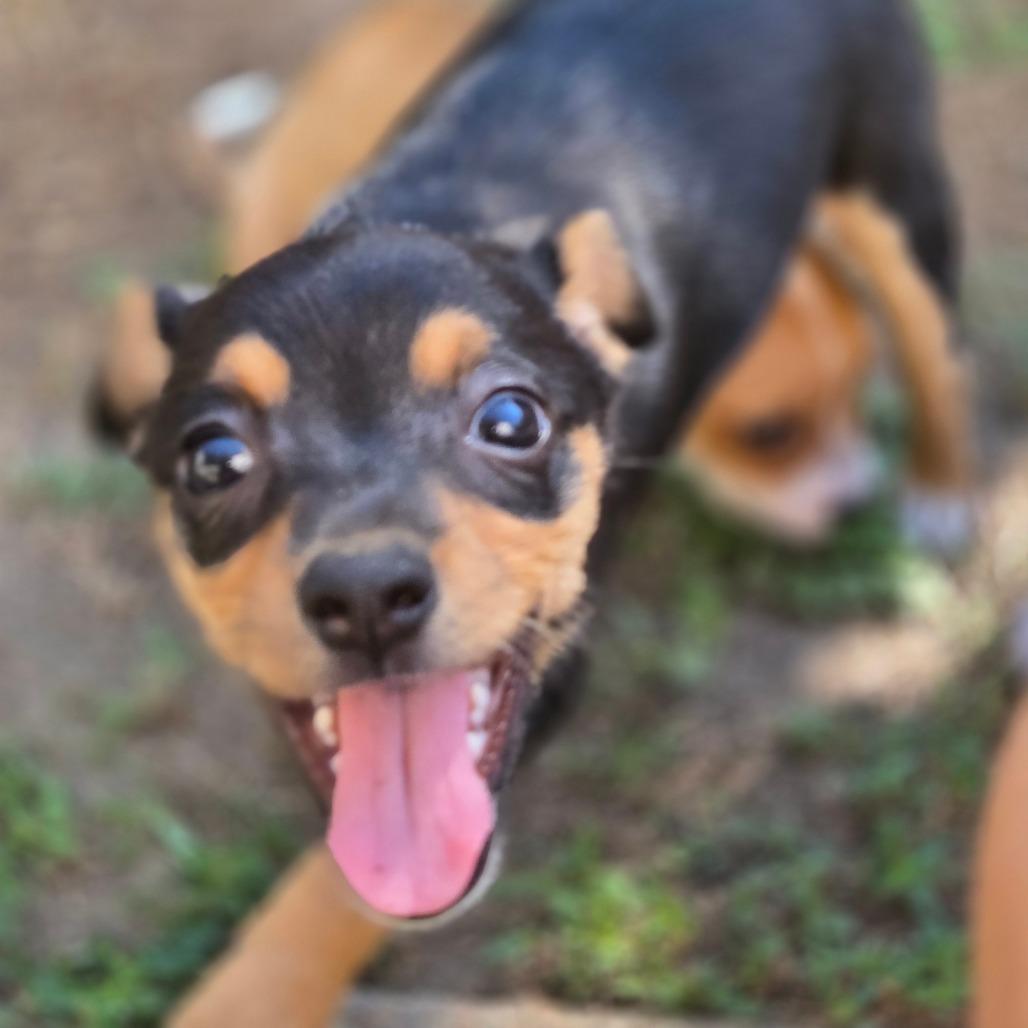 Enlarge Kenickie, a Adoptable mixed breed in Montgomery, TX image 3/3