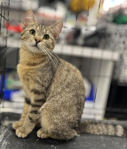 Mango, Adoptable, Adult Female Domestic Short Hair & Domestic Short Hair.