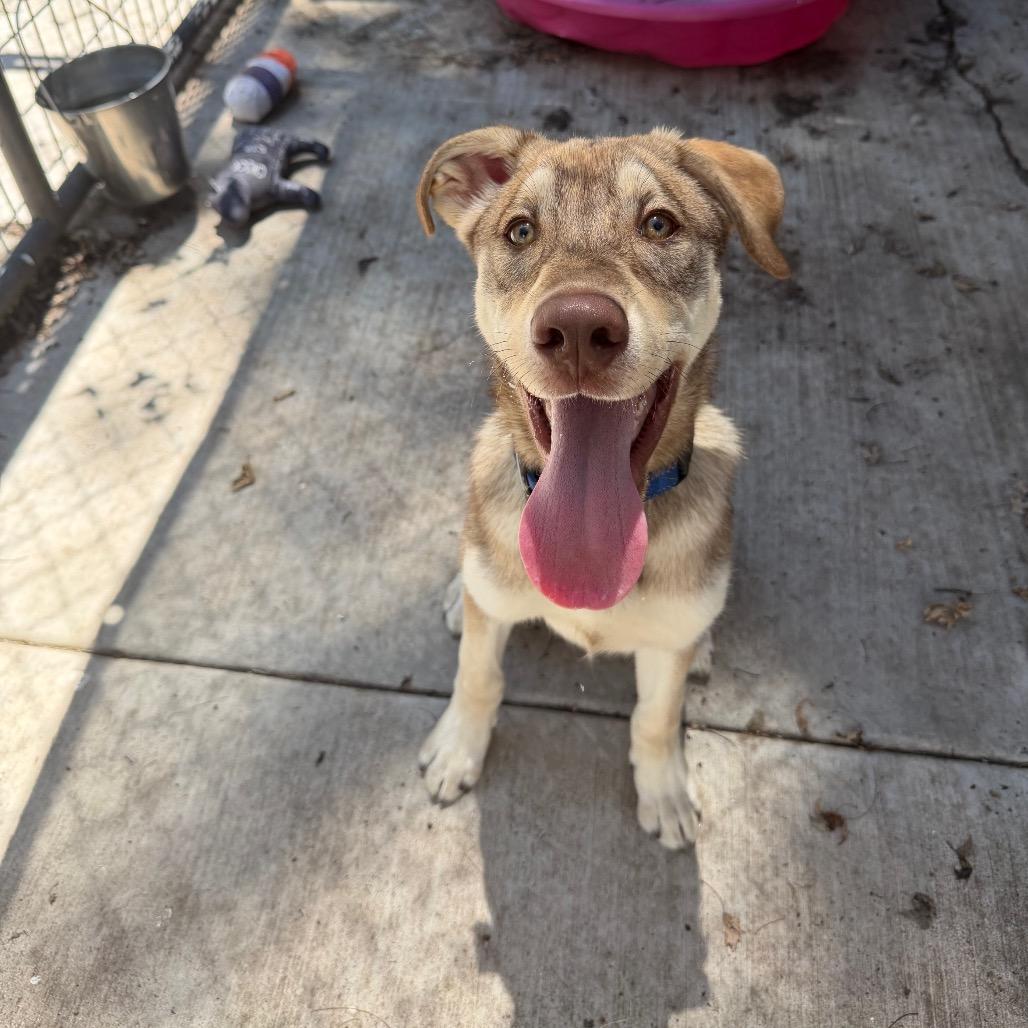 Enlarge Taz, a Adoptable mixed breed in Hanna City, IL image 1/1