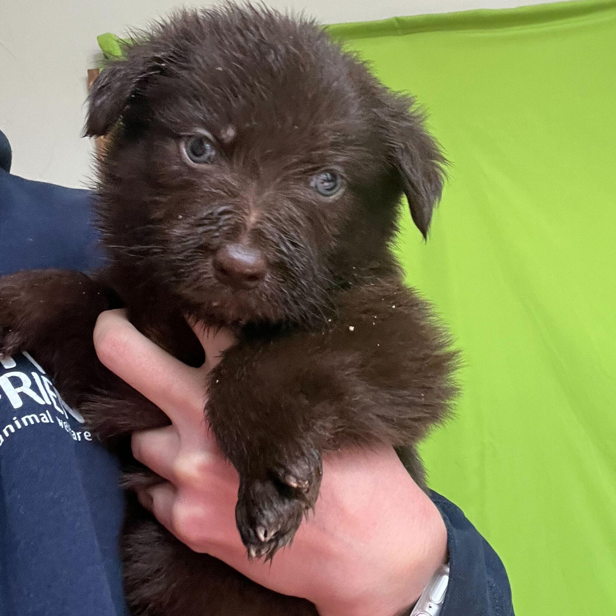 Enlarge Prince, a Adopted Mixed Breed in Montrose, PA image 1/1