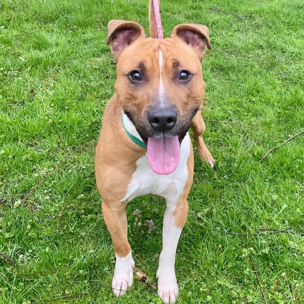 Jacko, Adoptable, Adult Male Pit Bull Terrier.