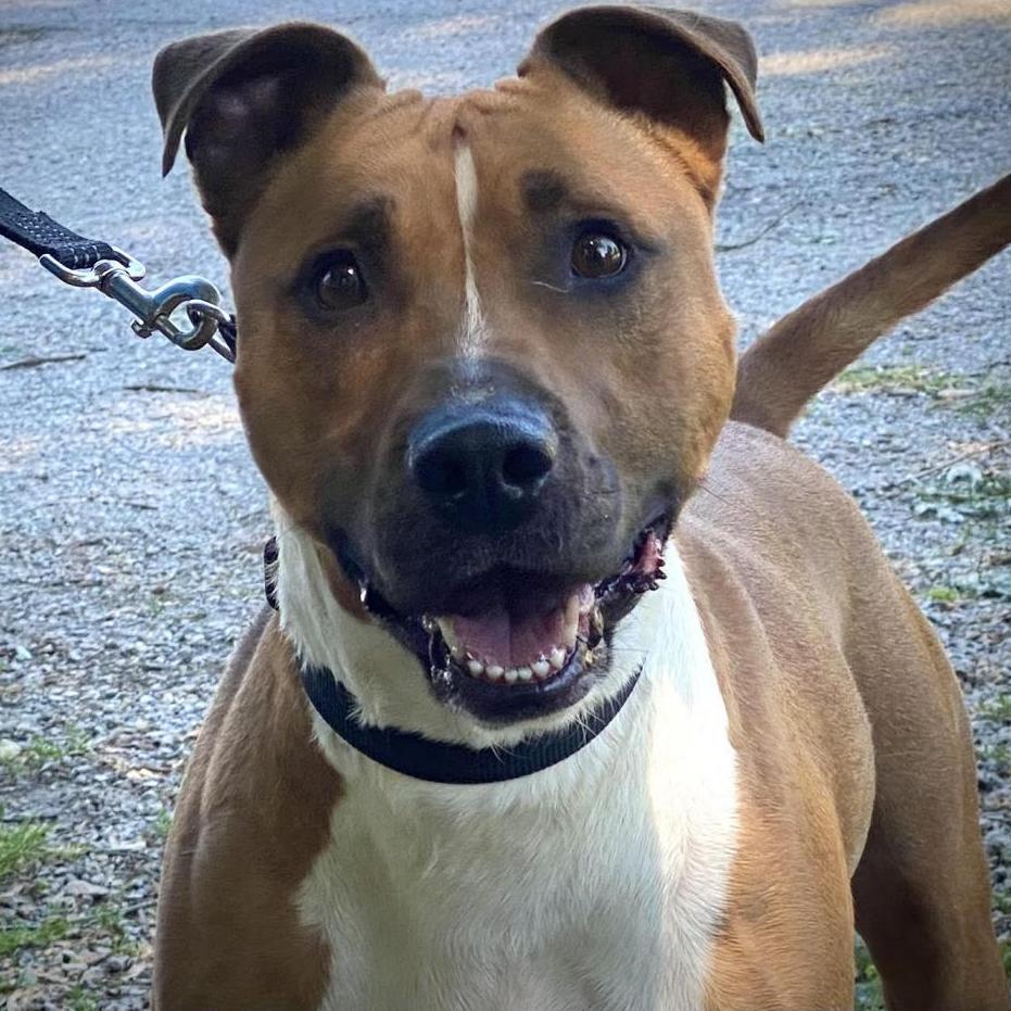 Enlarge Jacko, a Adoptable Pit Bull Terrier in Kittanning, PA image 2/6