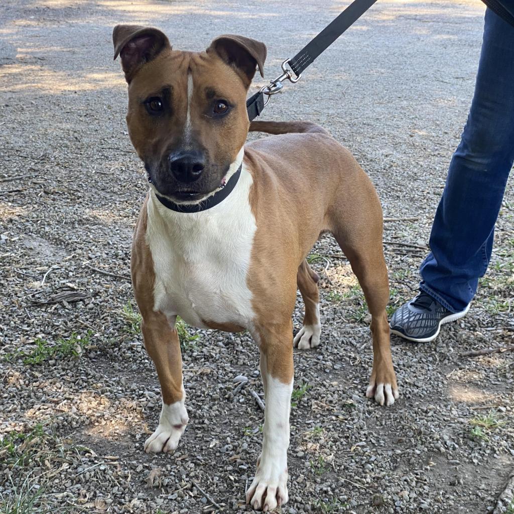 Jacko, a Adoptable Pit Bull Terrier in Kittanning, PA image 2/6