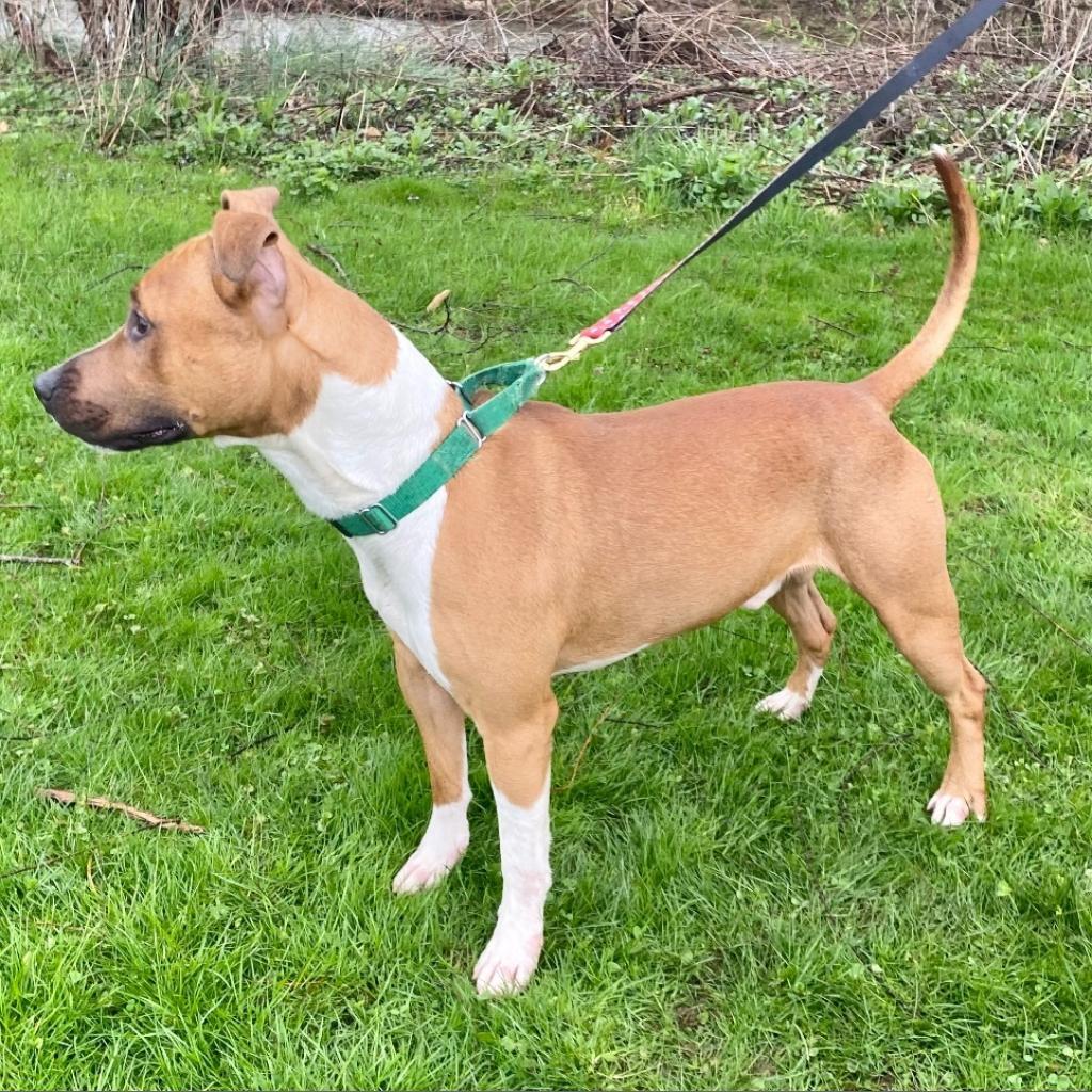 Jacko, a Adoptable Pit Bull Terrier in Kittanning, PA image 3/6