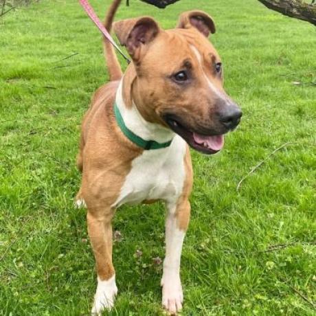 Jacko, a Adoptable Pit Bull Terrier in Kittanning, PA image 4/6