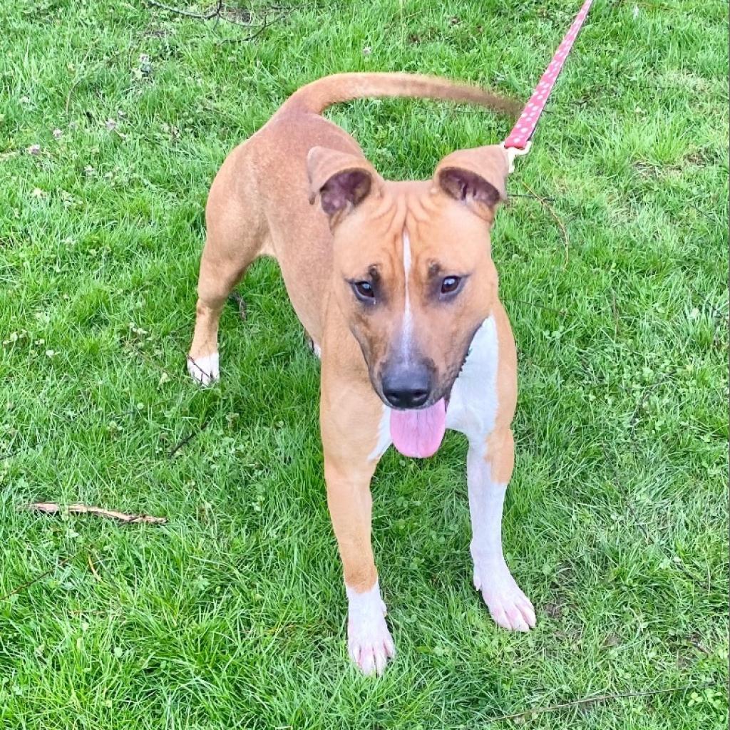 Jacko, a Adoptable Pit Bull Terrier in Kittanning, PA image 6/6