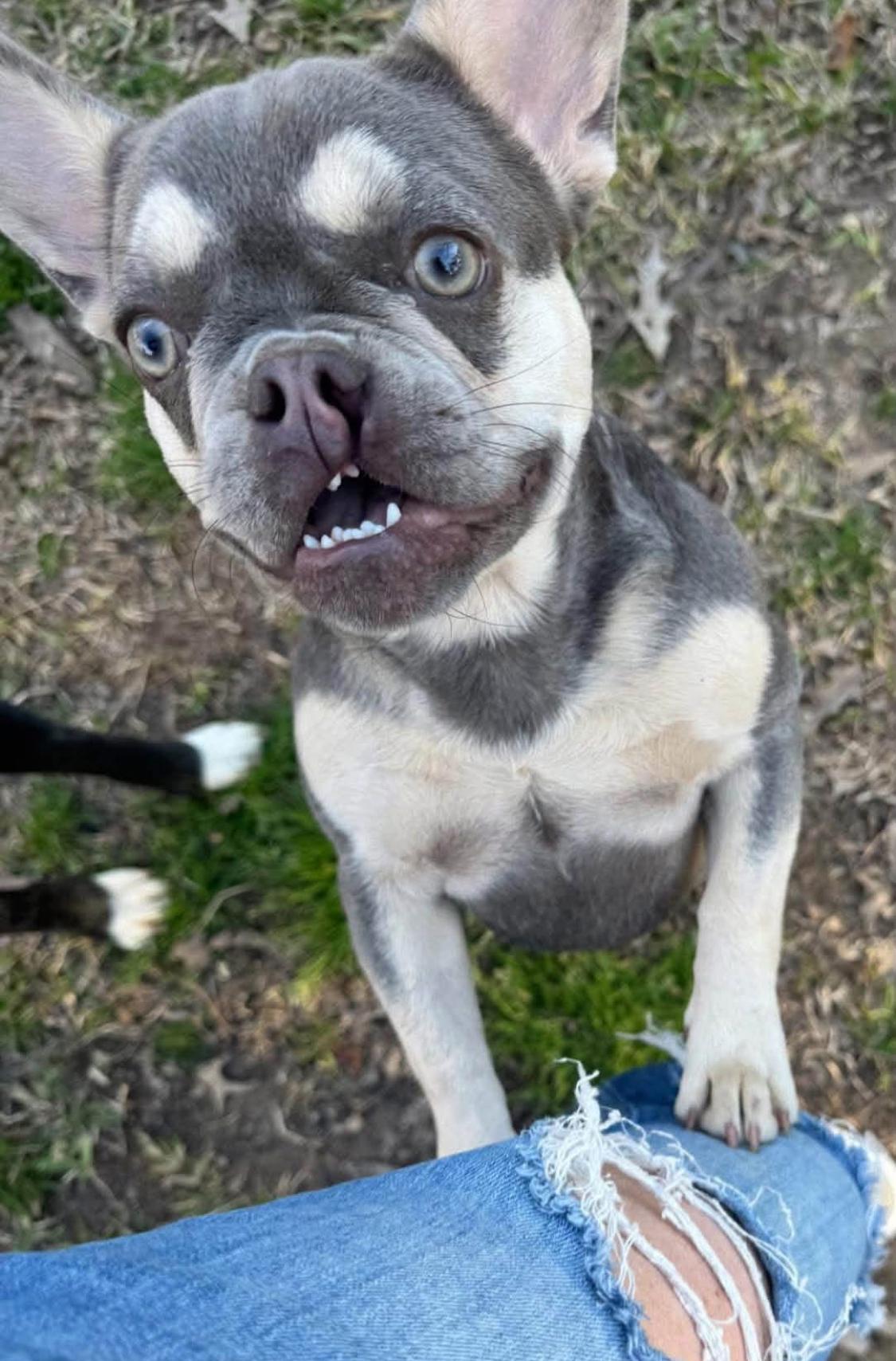 Wren, ADOPTABLE, Young Female French Bulldog.