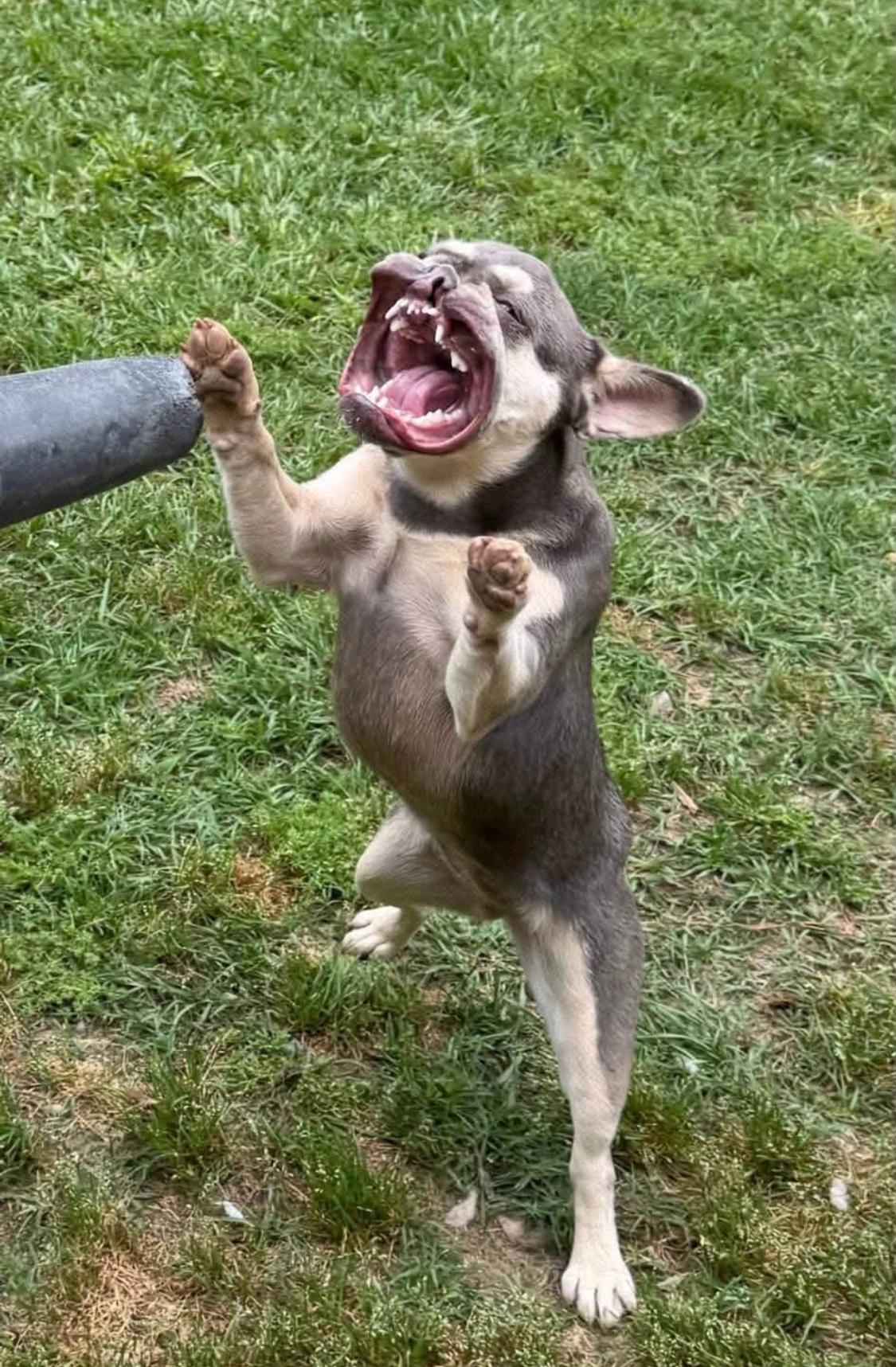 Enlarge Wren, a ADOPTABLE French Bulldog in Ransomville, NY image 3/6