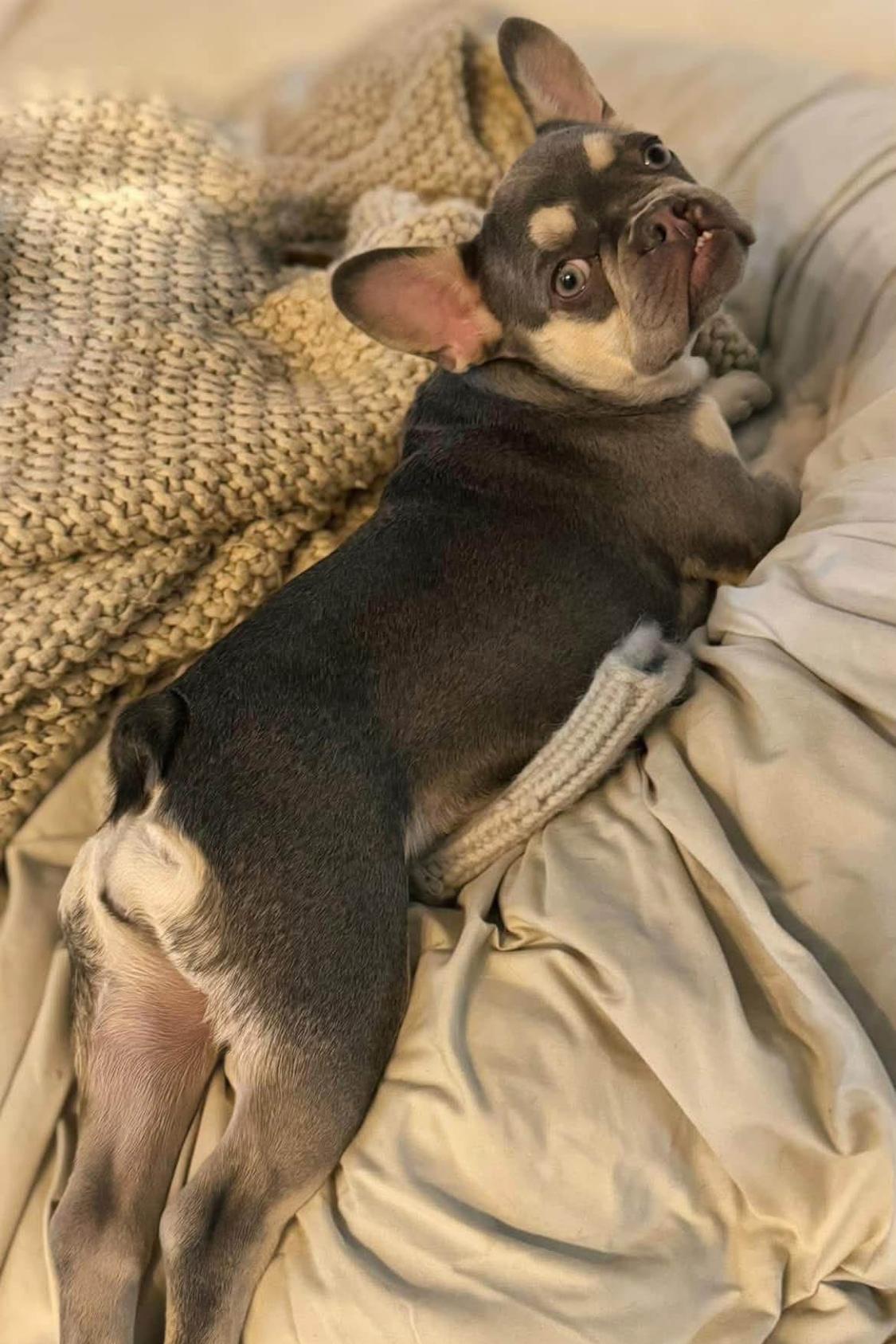 Enlarge Wren, a ADOPTABLE French Bulldog in Ransomville, NY image 4/6