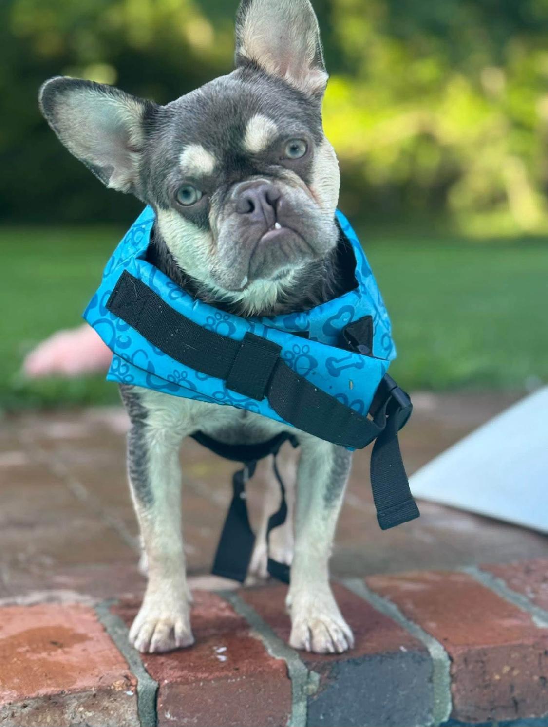Enlarge Wren, a ADOPTABLE French Bulldog in Ransomville, NY image 5/6