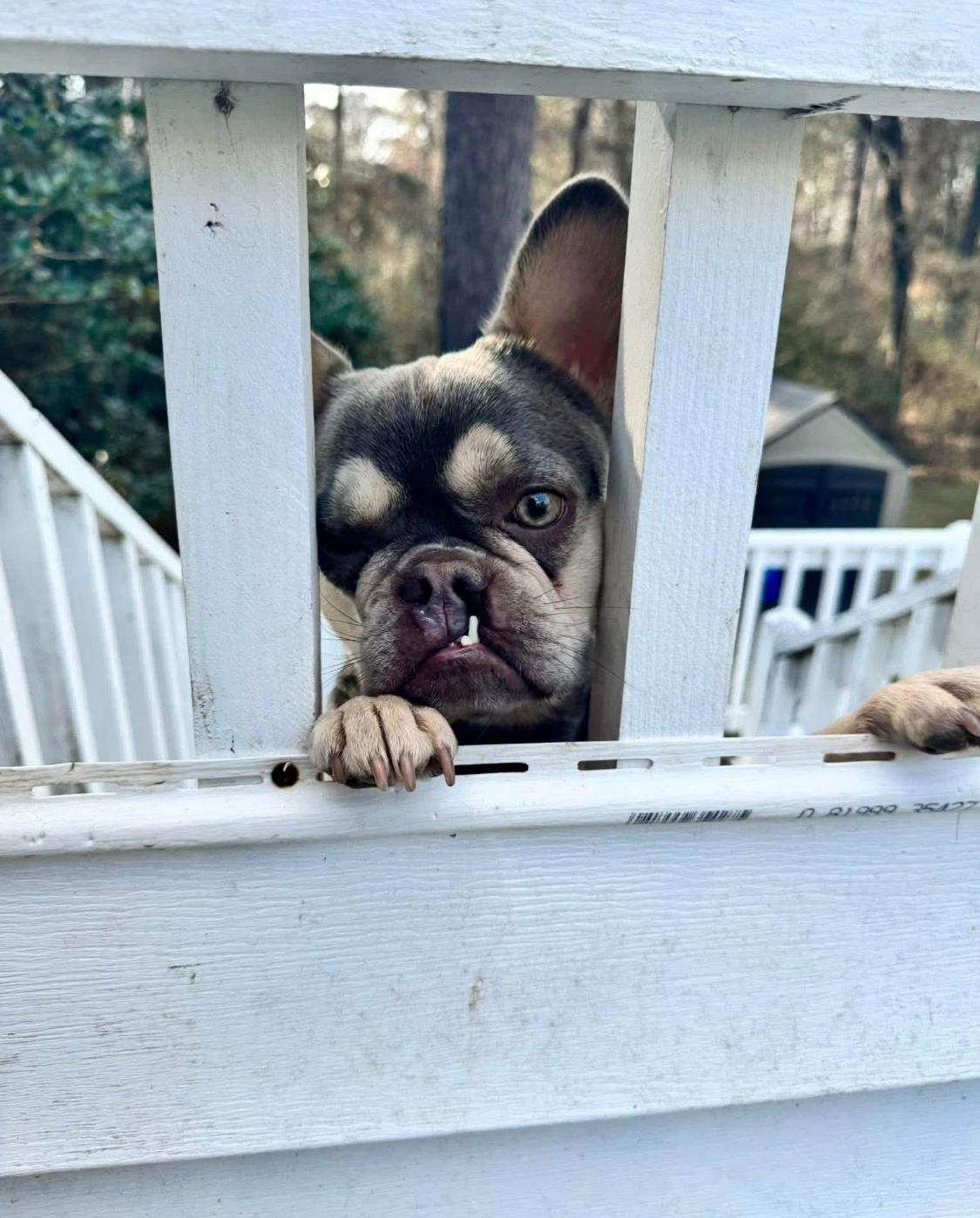 Enlarge Wren, a ADOPTABLE French Bulldog in Ransomville, NY image 6/6