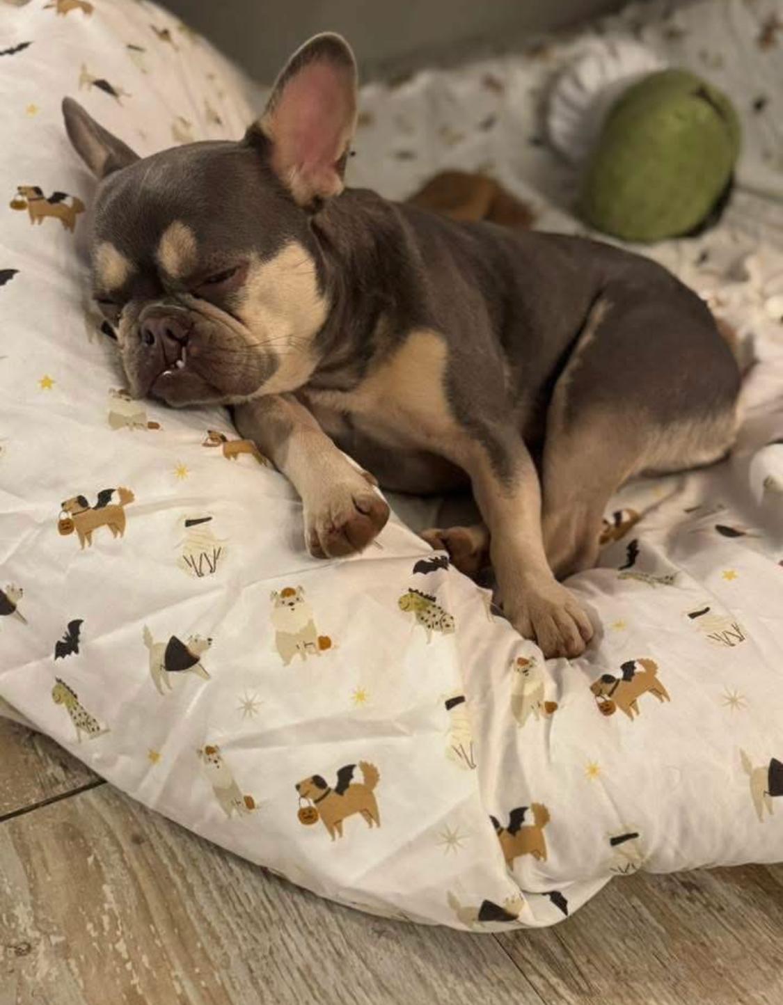 Enlarge Wren, a ADOPTABLE French Bulldog in Ransomville, NY image 2/6