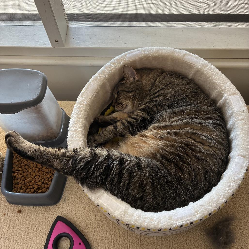 Nicky, a Adoptable Domestic Short Hair in Normal, IL image 1/4