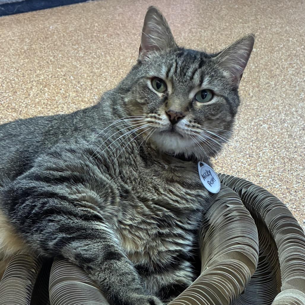 Nicky, a Adoptable Domestic Short Hair in Normal, IL image 2/4