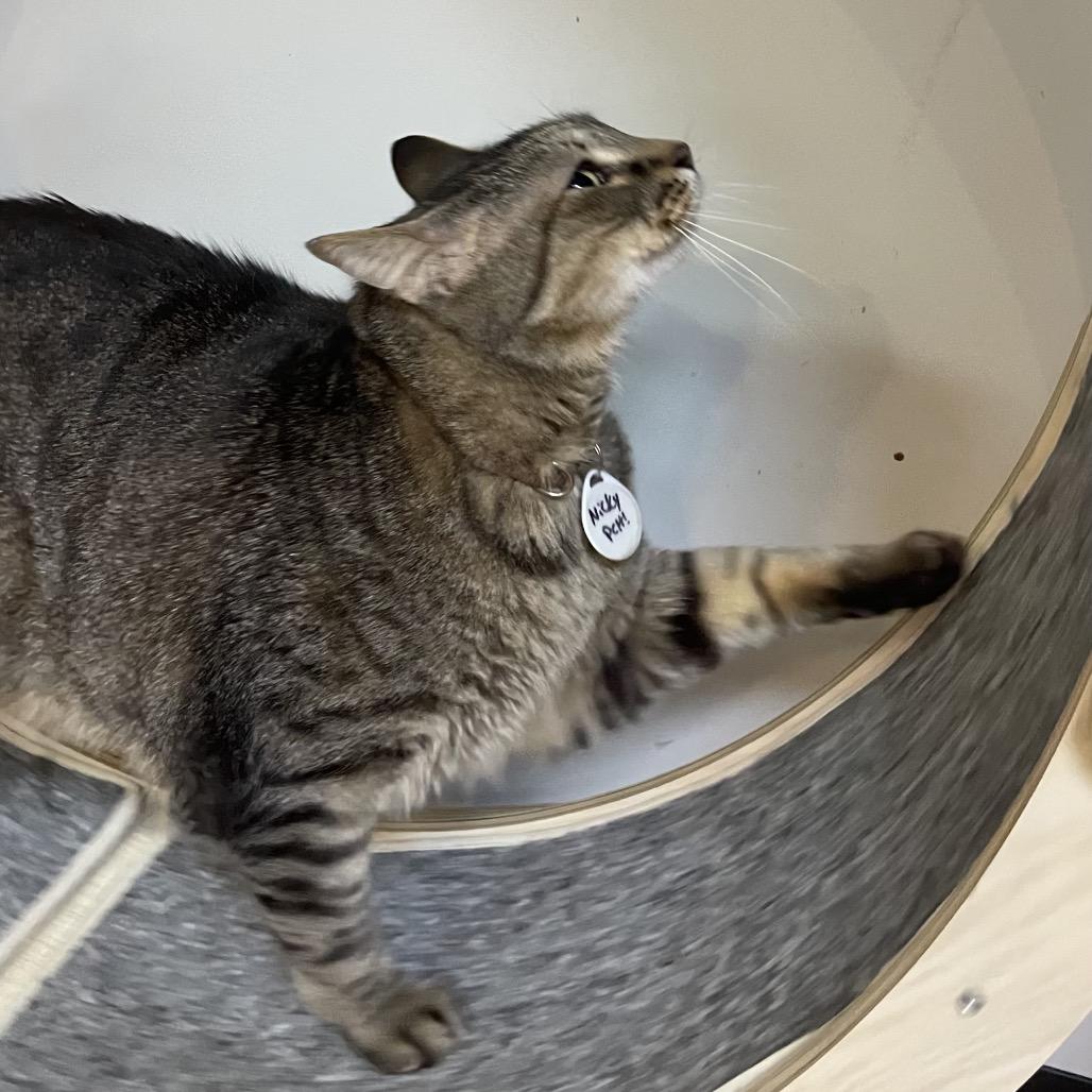 Nicky, a Adoptable Domestic Short Hair in Normal, IL image 3/4
