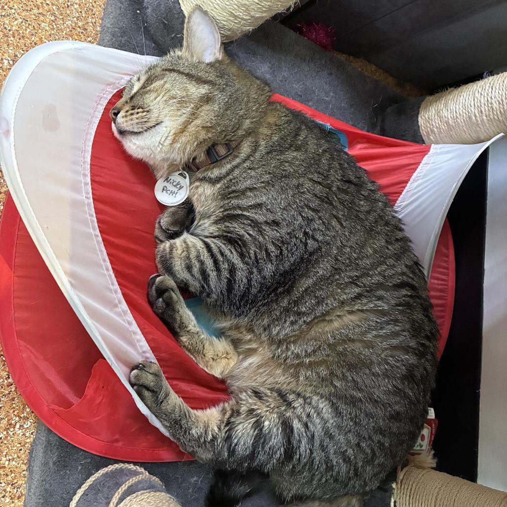 Nicky, a Adoptable Domestic Short Hair in Normal, IL image 4/4